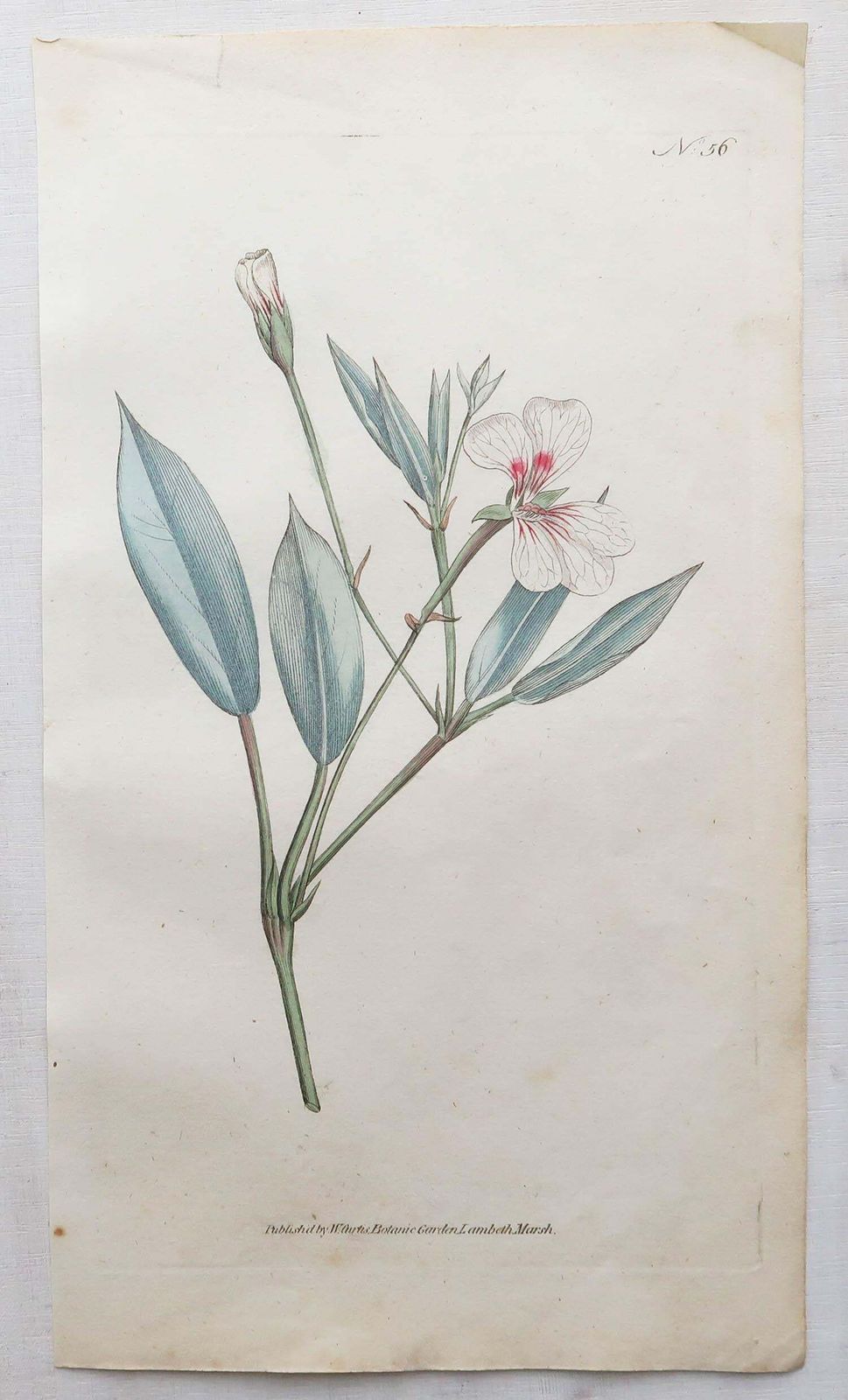 Set Of 12 Original Antique Botanical Prints After Sowerby. English 18th Century photo vinterior