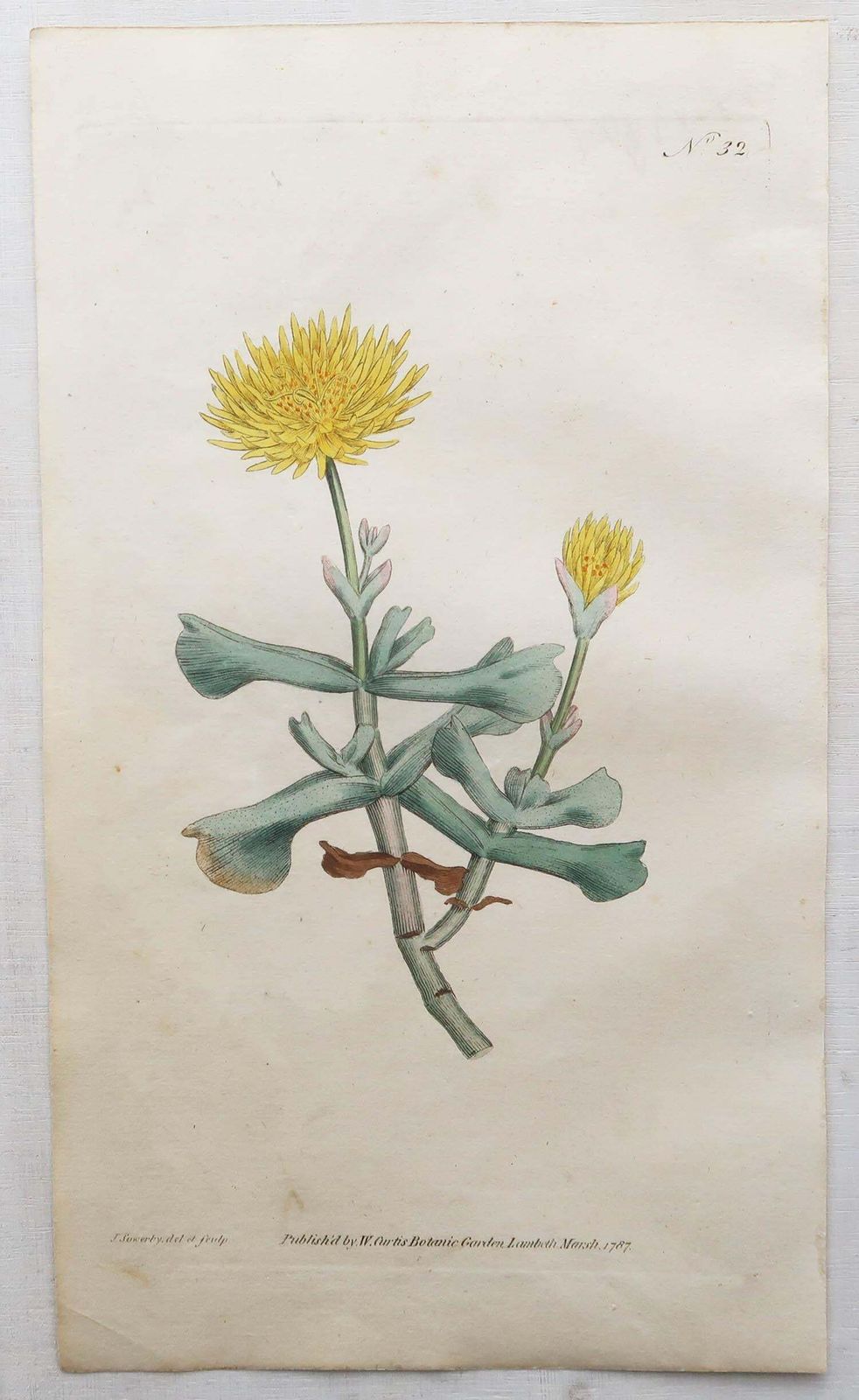 photo for sale Set Of 12 Original Antique Botanical Prints After Sowerby. English 18th Century