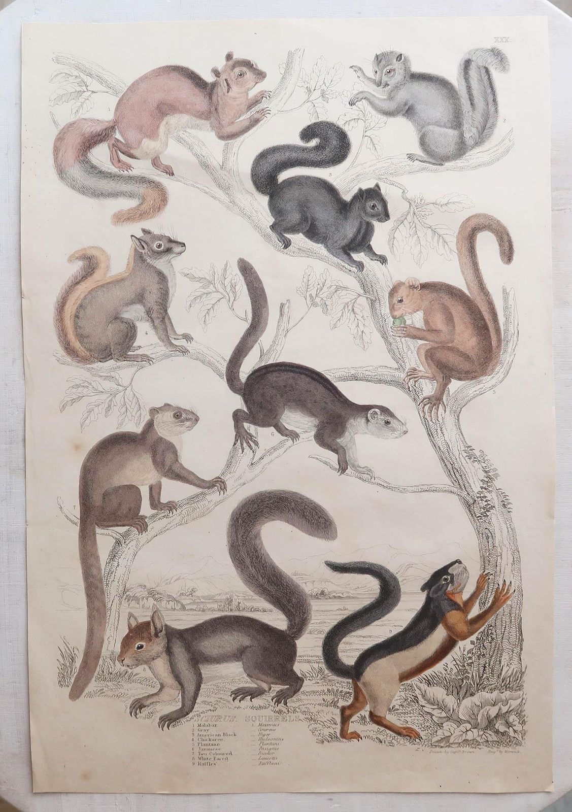 Set Of 12 Large Original Antique Animal Prints After Cpt. Brown. 1830s photo furniture