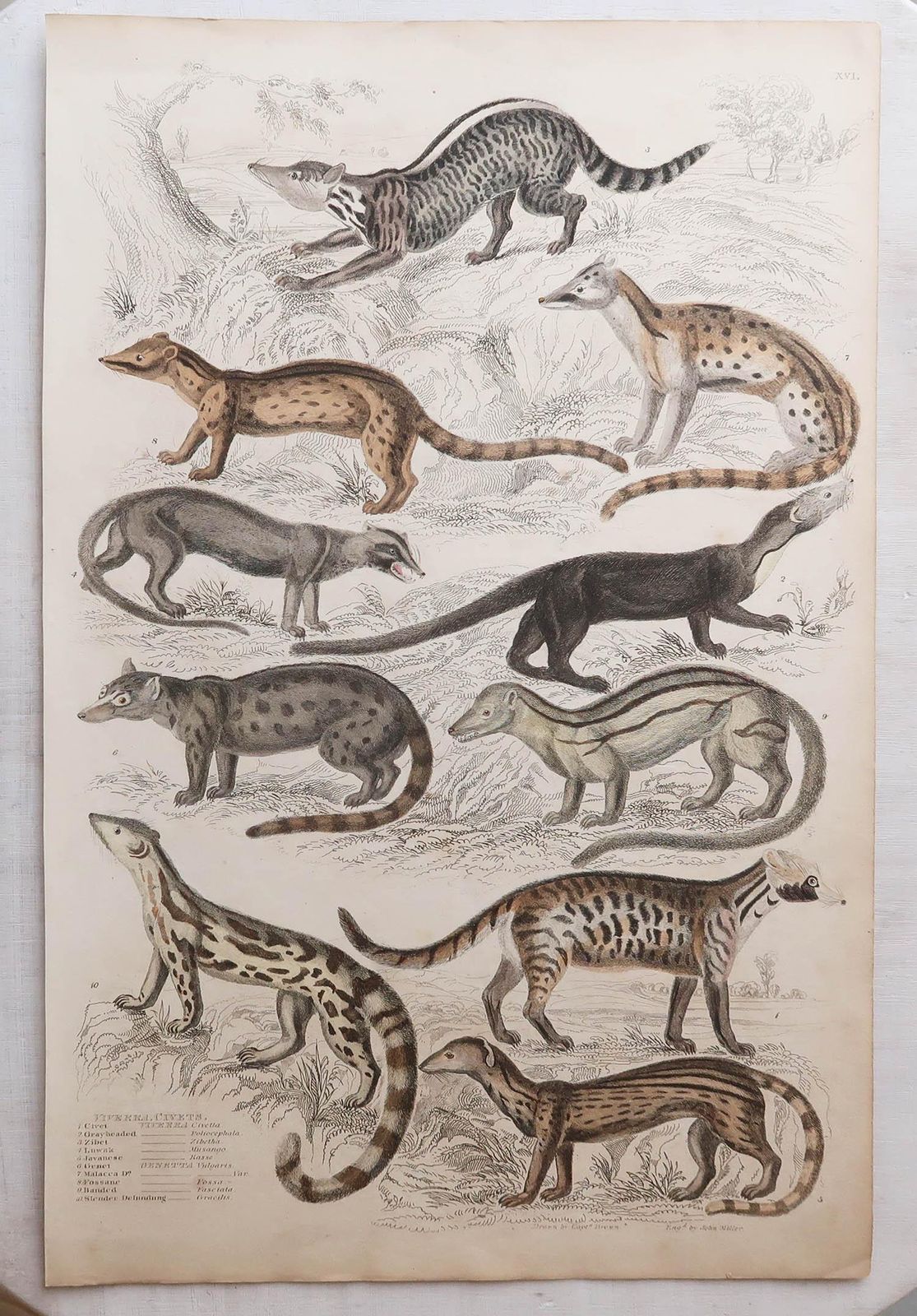 Set Of 12 Large Original Antique Animal Prints After Cpt. Brown. 1830s photo for sale