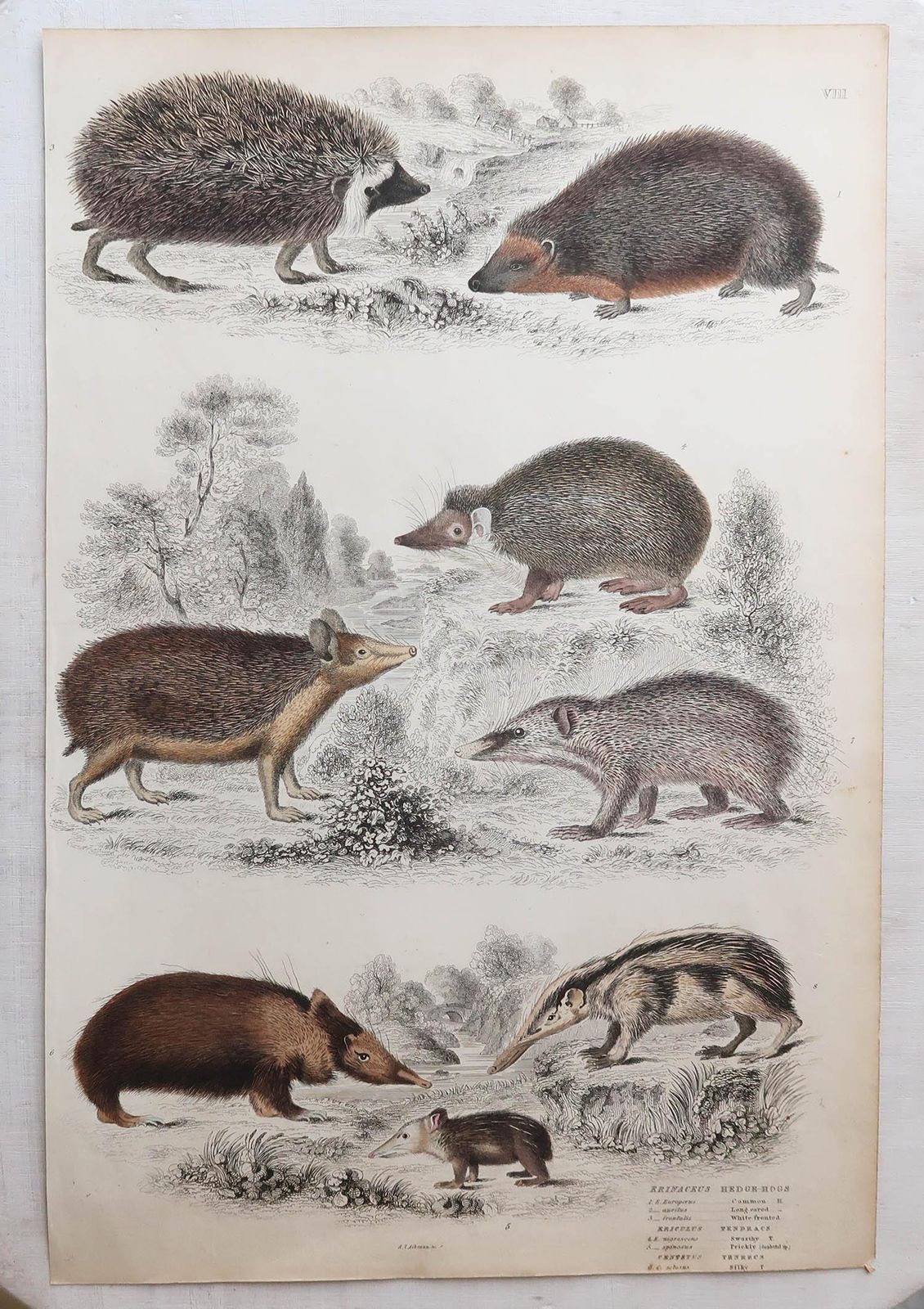 Set van 12 grote antieke dierenprenten naar Cpt. Brown, jaren 1830 photo vintage