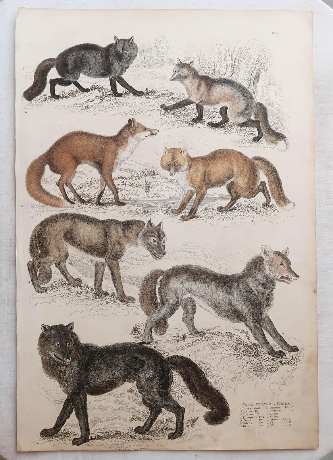 photo furniture Set van 12 grote antieke dierenprenten naar Cpt. Brown, jaren 1830