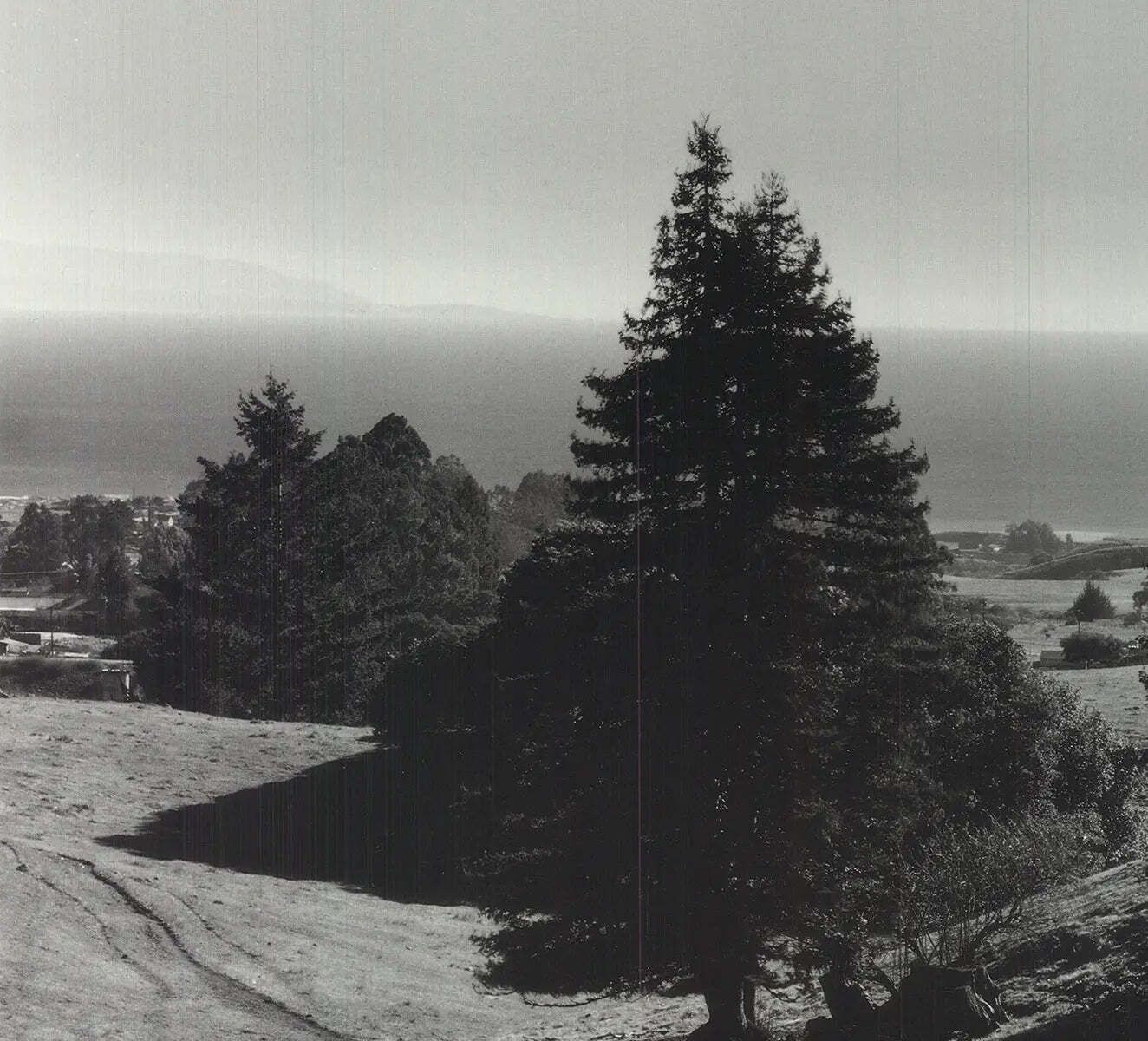 Ansel Adams Pinetrees Seashore 1990 Landscape Photography Art Print photo Kunst