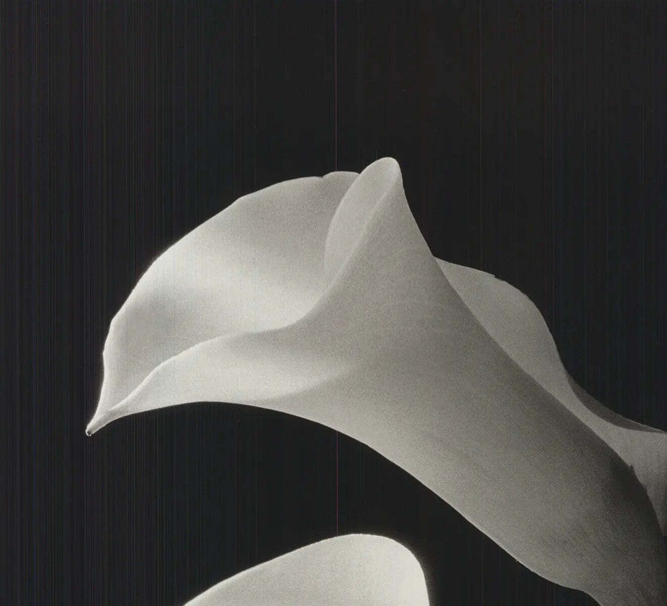 Ney Tait Fraser Two Lilies Black And White Botanical Lithograph Art Print photo for sale