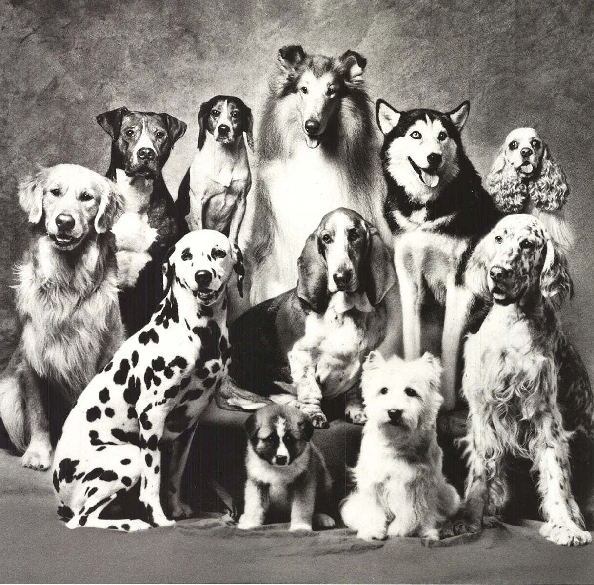 Howard Bernman Family Of Dog 1989 Vintage Offset Lithografie Poster photo furniture