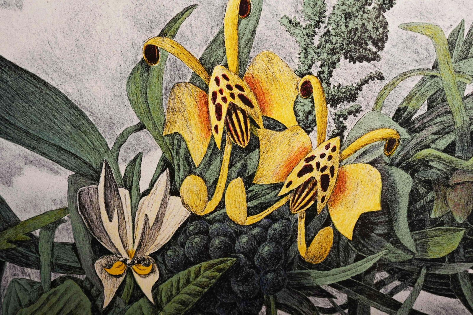 Karl Axel Pehrson Composition Exotic Branching Plants, Ruólo”Lithograph photo vinterior