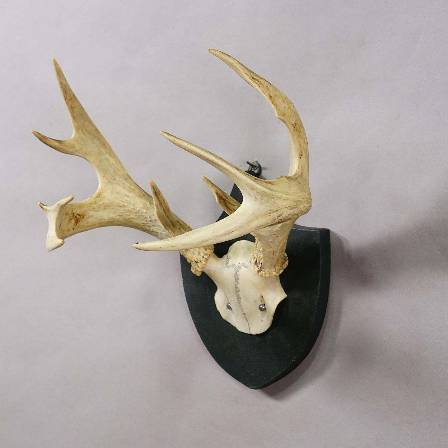 Antique Black Forest White Tailed Deer Trophy On Plaque   Salem 1860 photo for sale