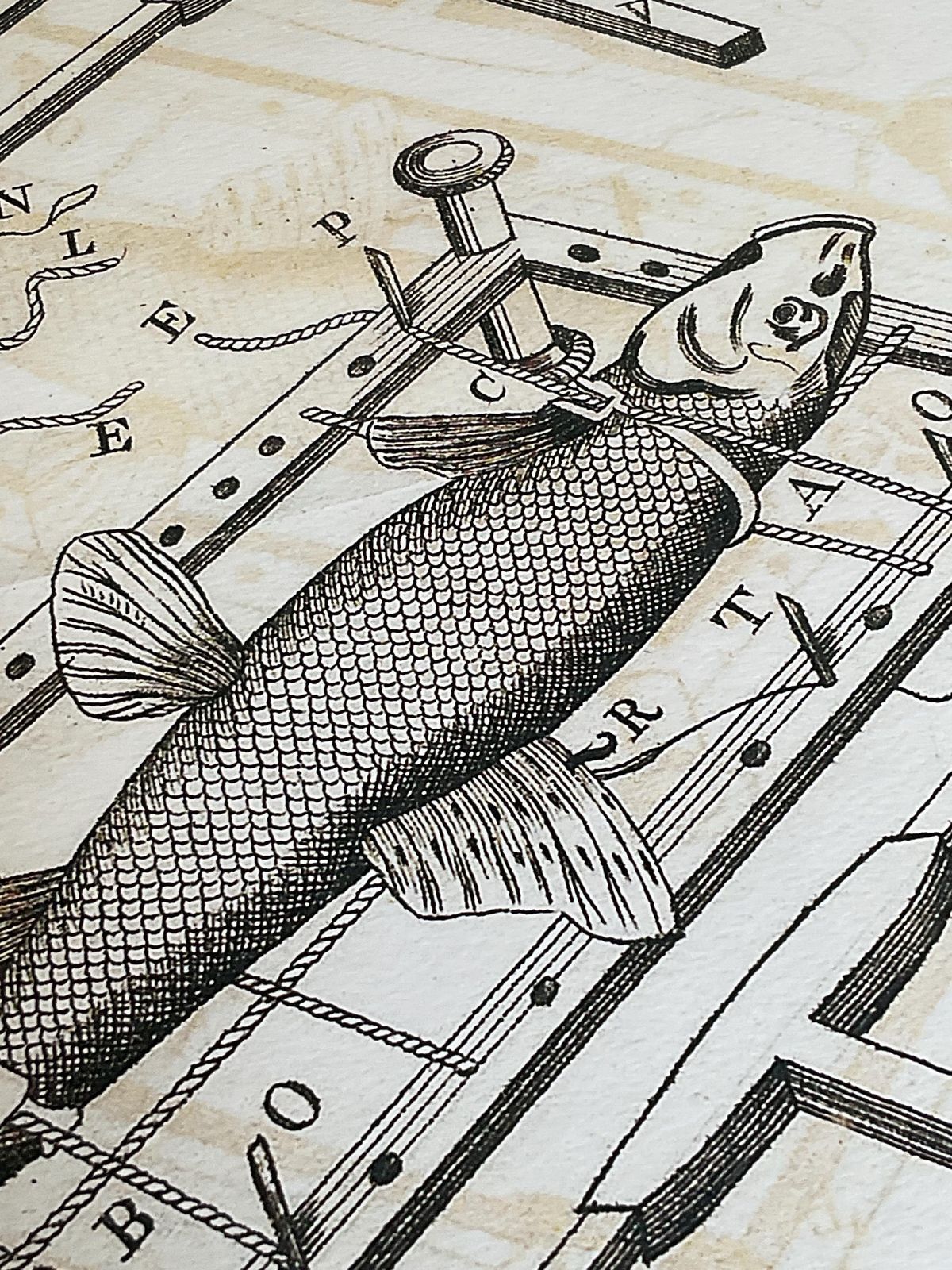 photo vintage Zeldzame gelimiteerde editie giclée-print uit Micrographia Illustrata 1771, wetenschappelijke natuurhistorische kunst