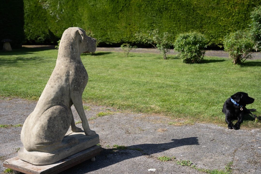 Impressive Cast Stone Garden Great Dane Statue photo Garden Decor