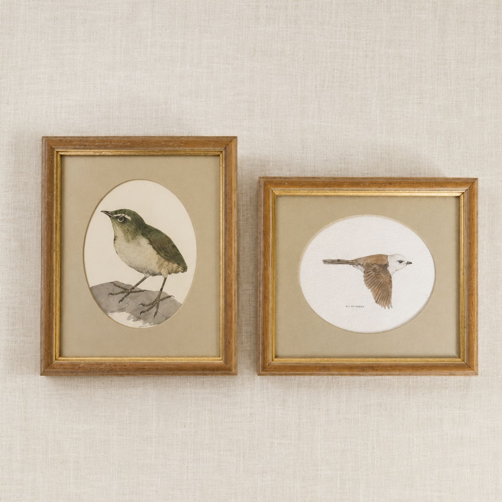 Paar vintage vogelprenten van Ian G. Meek, Nieuw-Zeeland