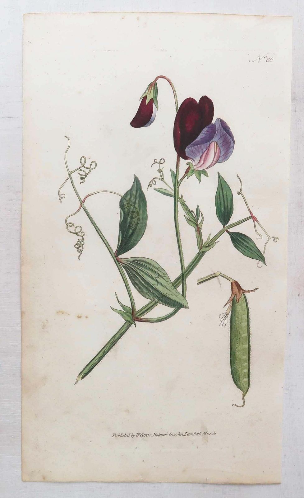 Set van 12 antieke botanische prenten naar Sowerby. Engels, 18e eeuw photo 350.0