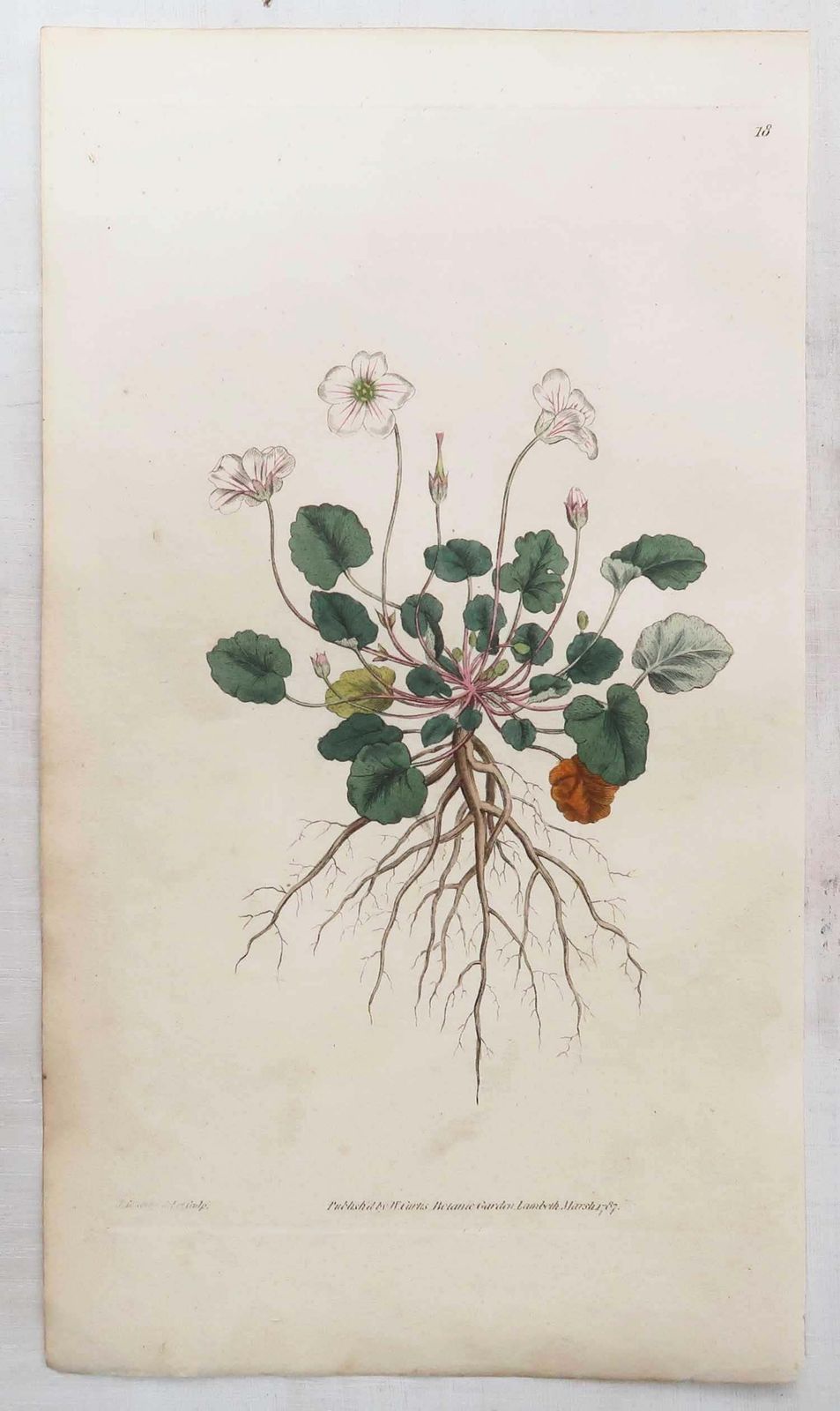 Set van 12 antieke botanische prenten naar Sowerby. Engels, 18e eeuw photo vintage
