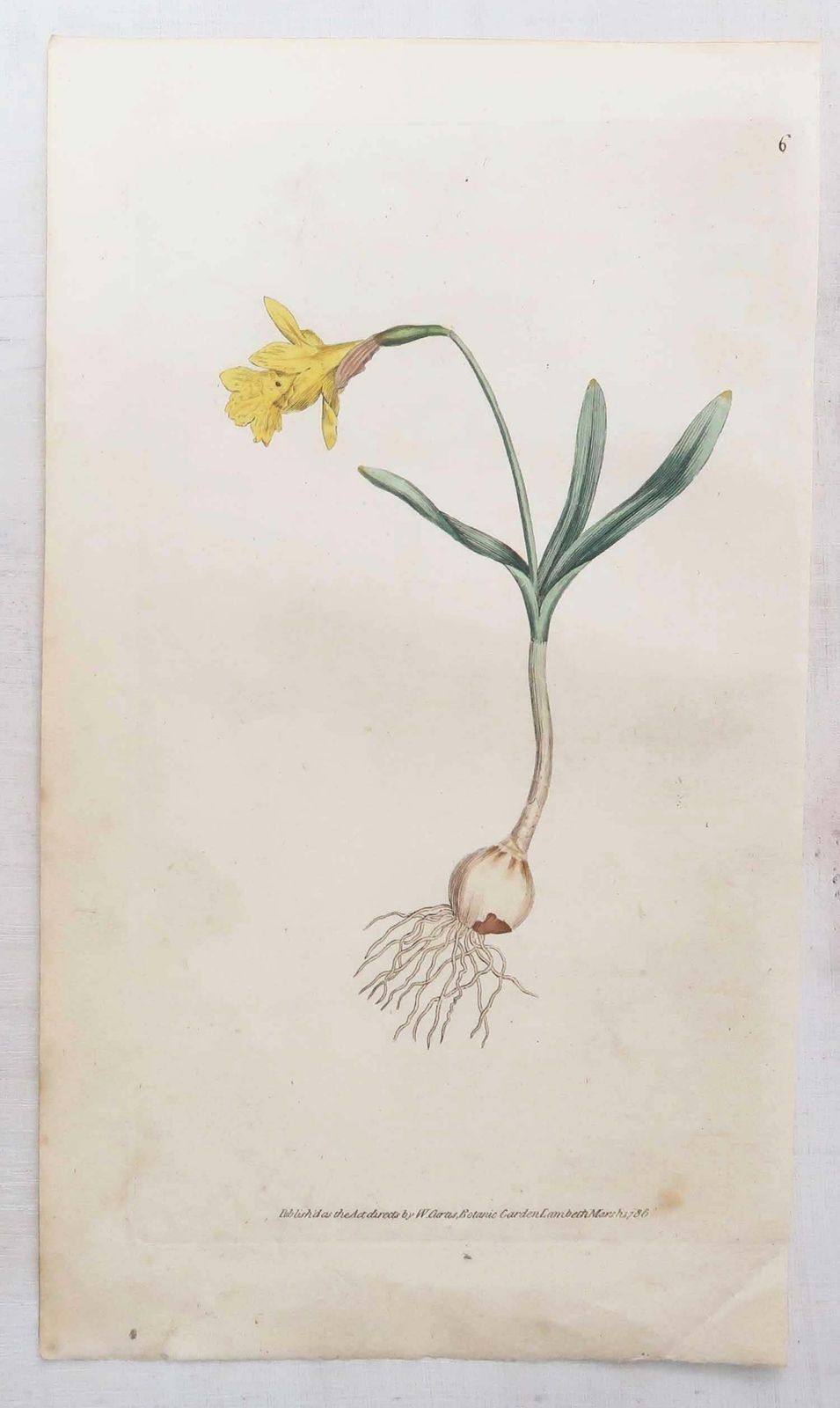 photo furniture Set van 12 antieke botanische prenten naar Sowerby. Engels, 18e eeuw