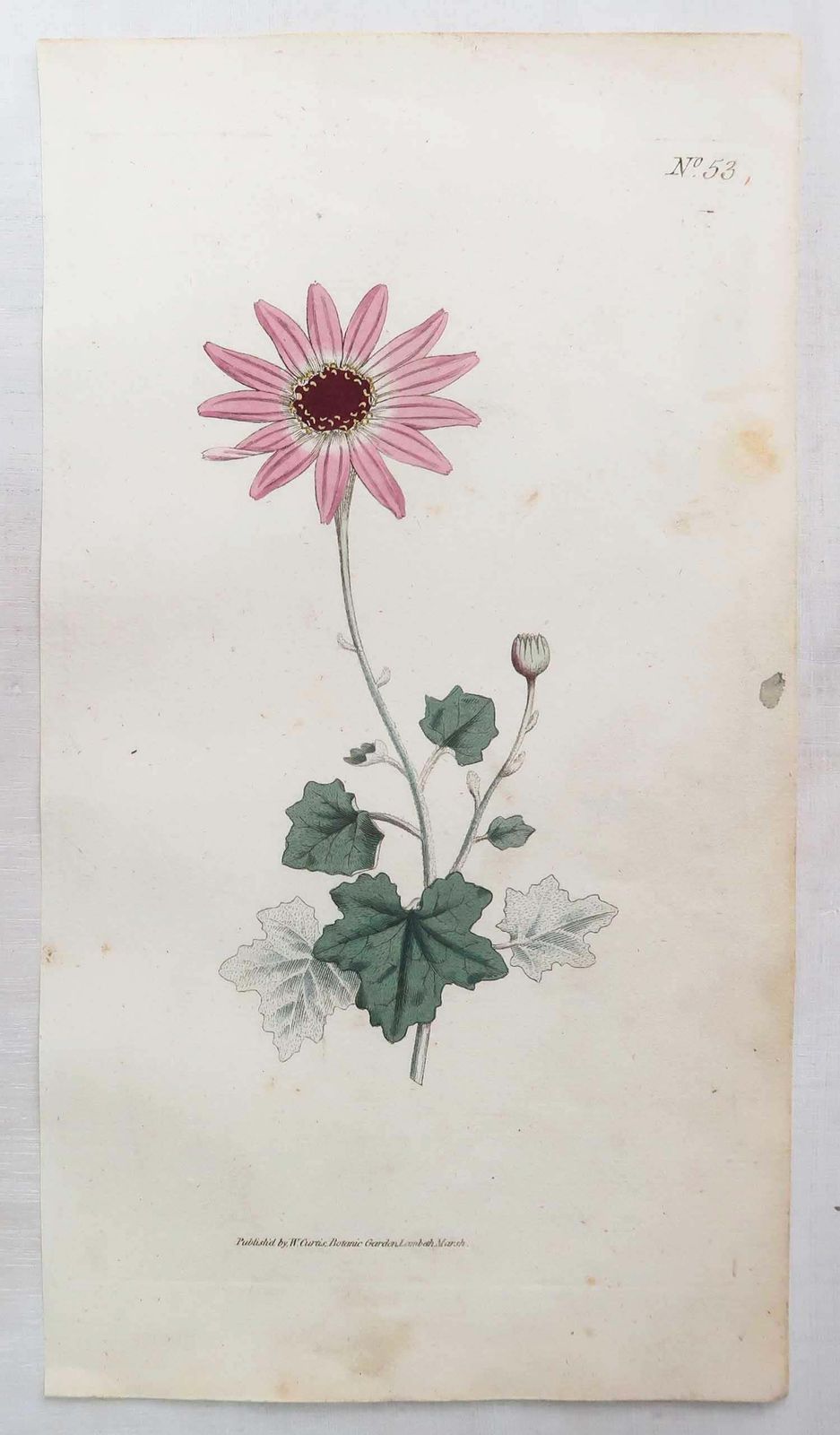Kunst Set van 12 antieke botanische prenten naar Sowerby. Engels, 18e eeuw photo
