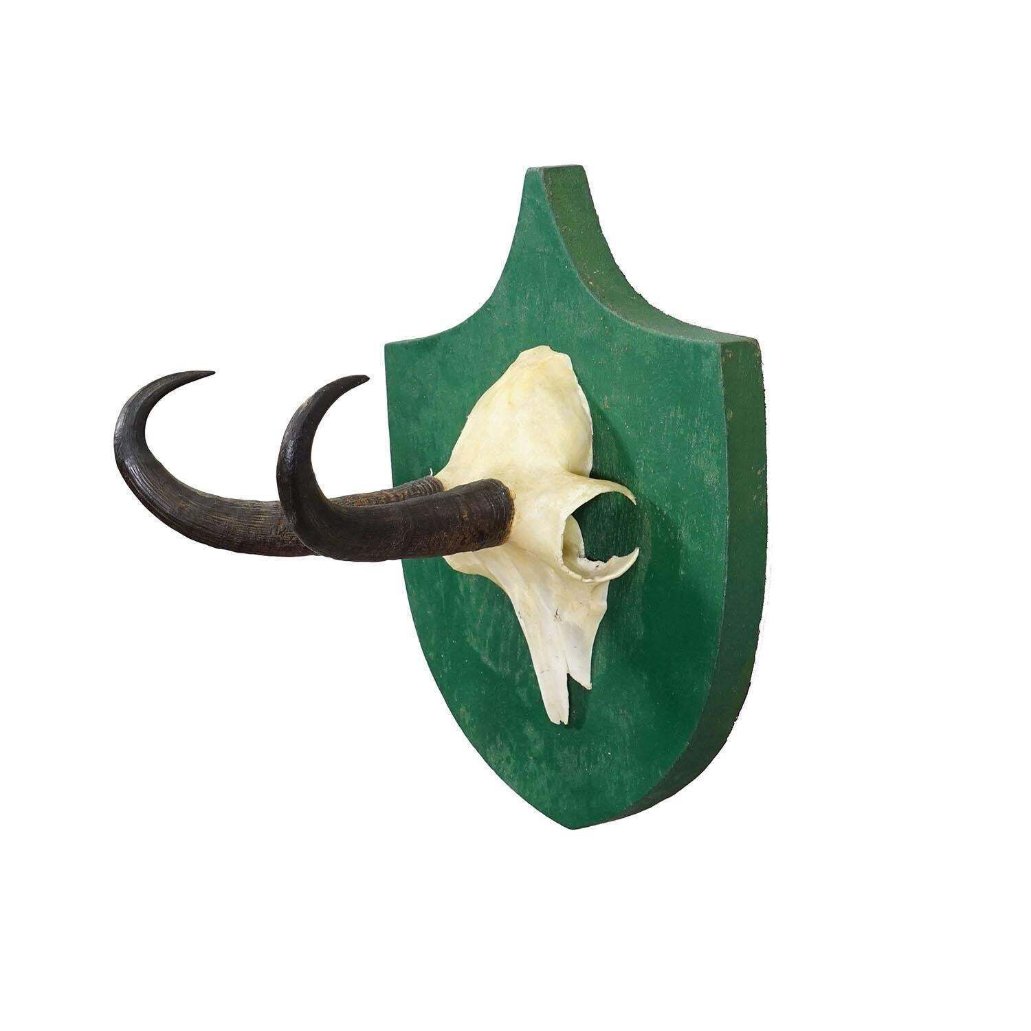 Antiek Zwart Woud Gems Trofee op Groen Plaquette – Salem, Duitsland, 1900 photo furniture