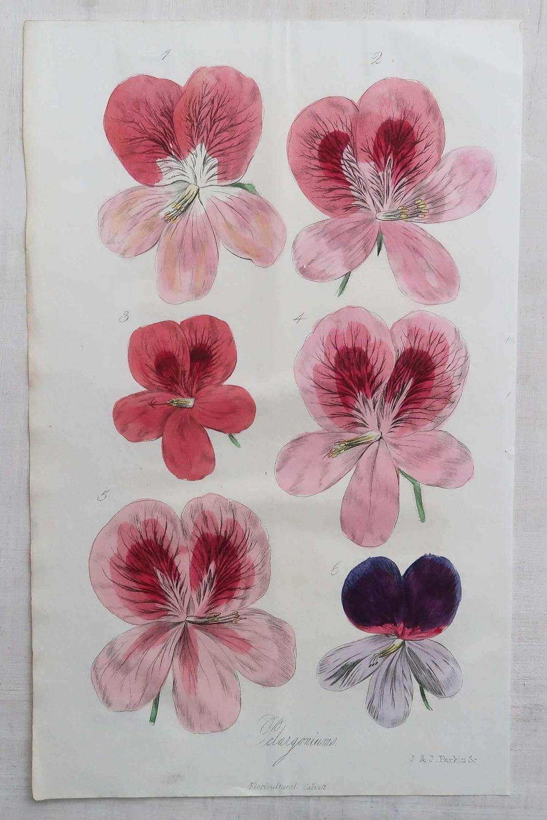Pair Of Original Antique Botanical Prints   Fuchsias And Pelargonium. 1835 photo Art