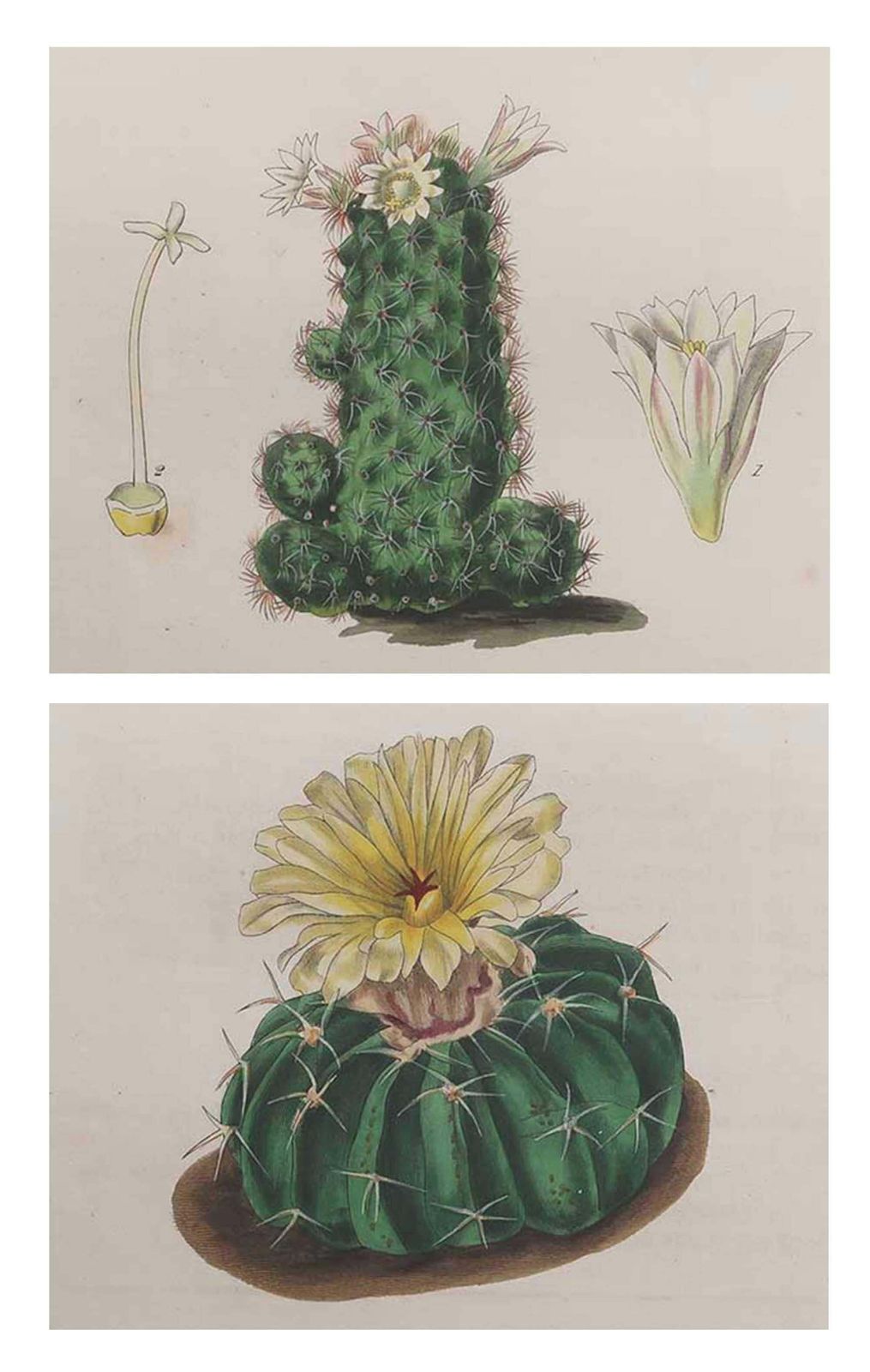 Paar antieke prenten van cactussen. Gedateerd 1838 photo furniture