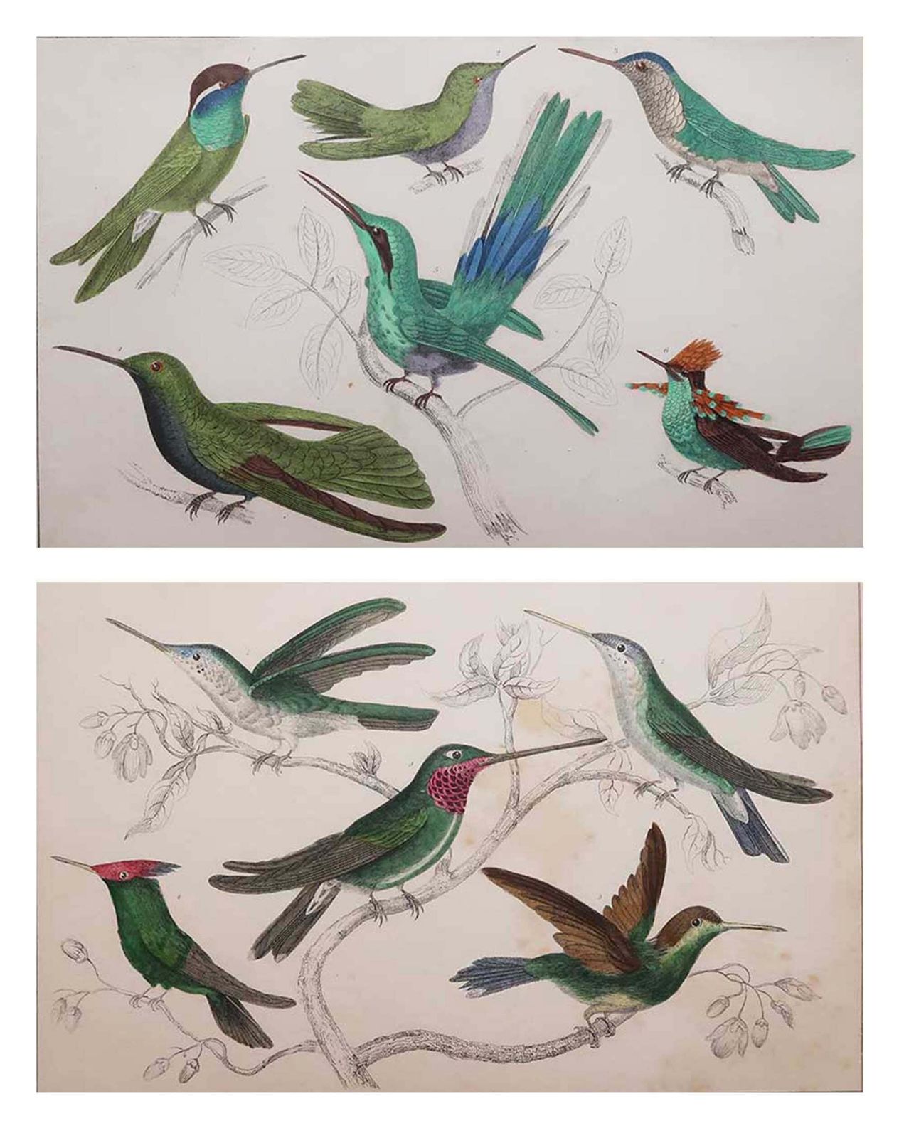 Antieke vogelprenten, kolibries. 1847 photo furniture