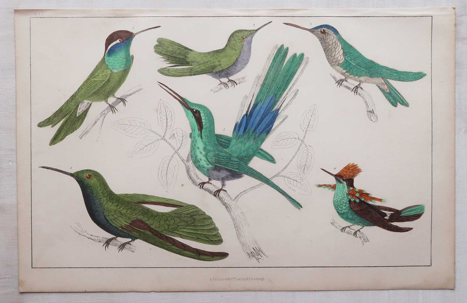 Antieke vogelprenten, kolibries. 1847 photo for sale