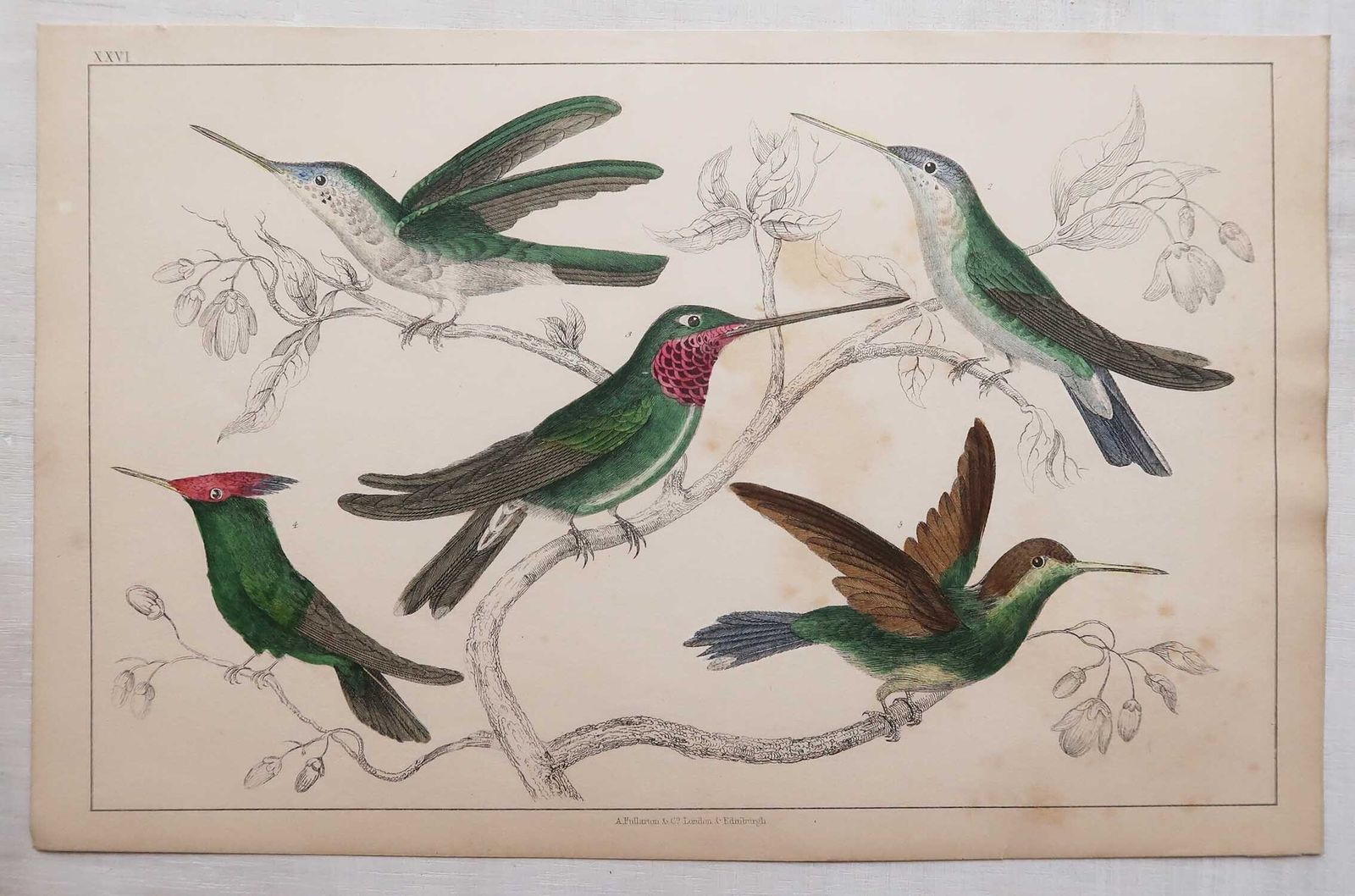 Antieke vogelprenten, kolibries. 1847 photo Kunst