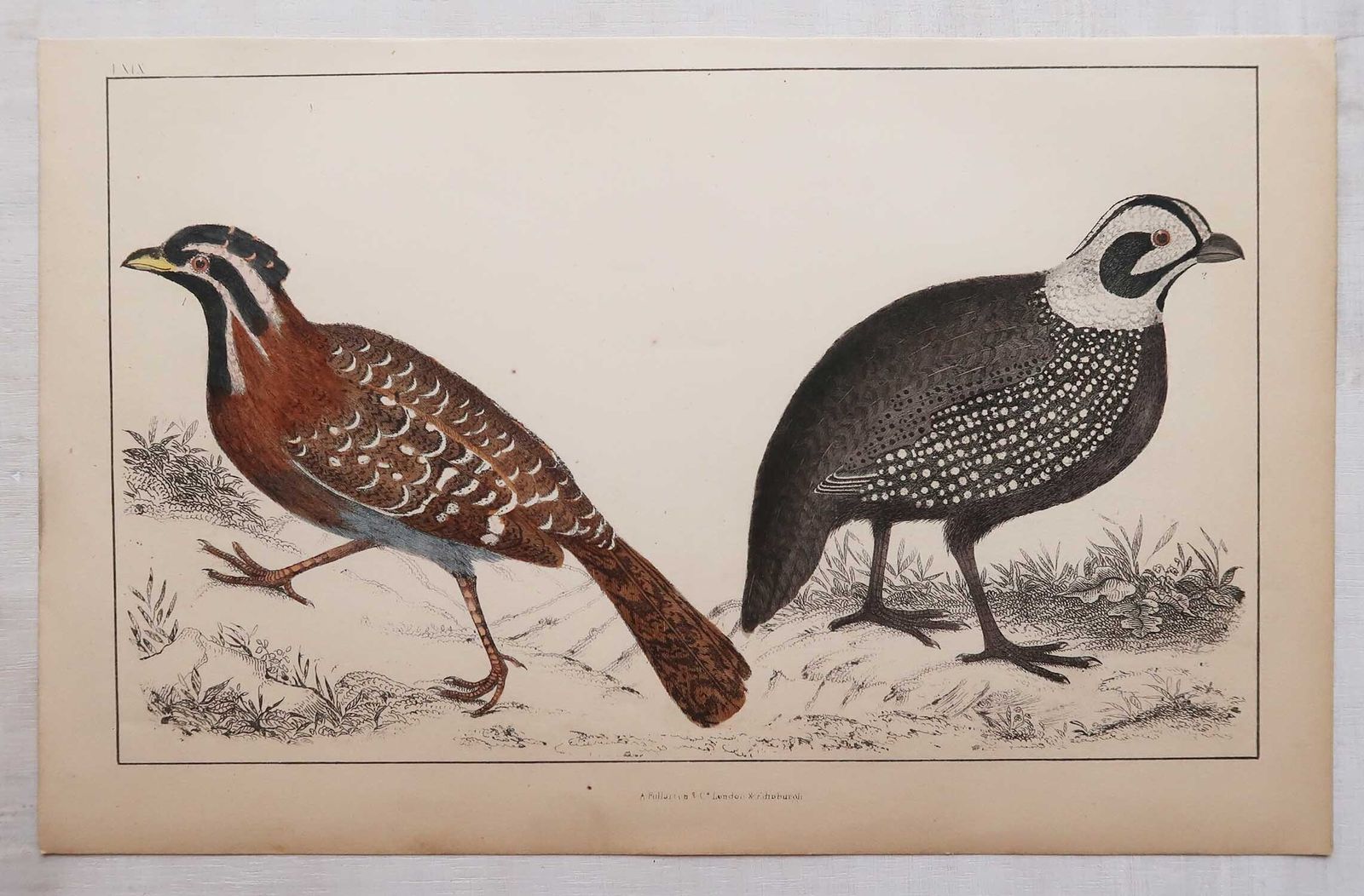 Original Antique Game Bird Prints, Quails And Partridge. 1847 photo Art