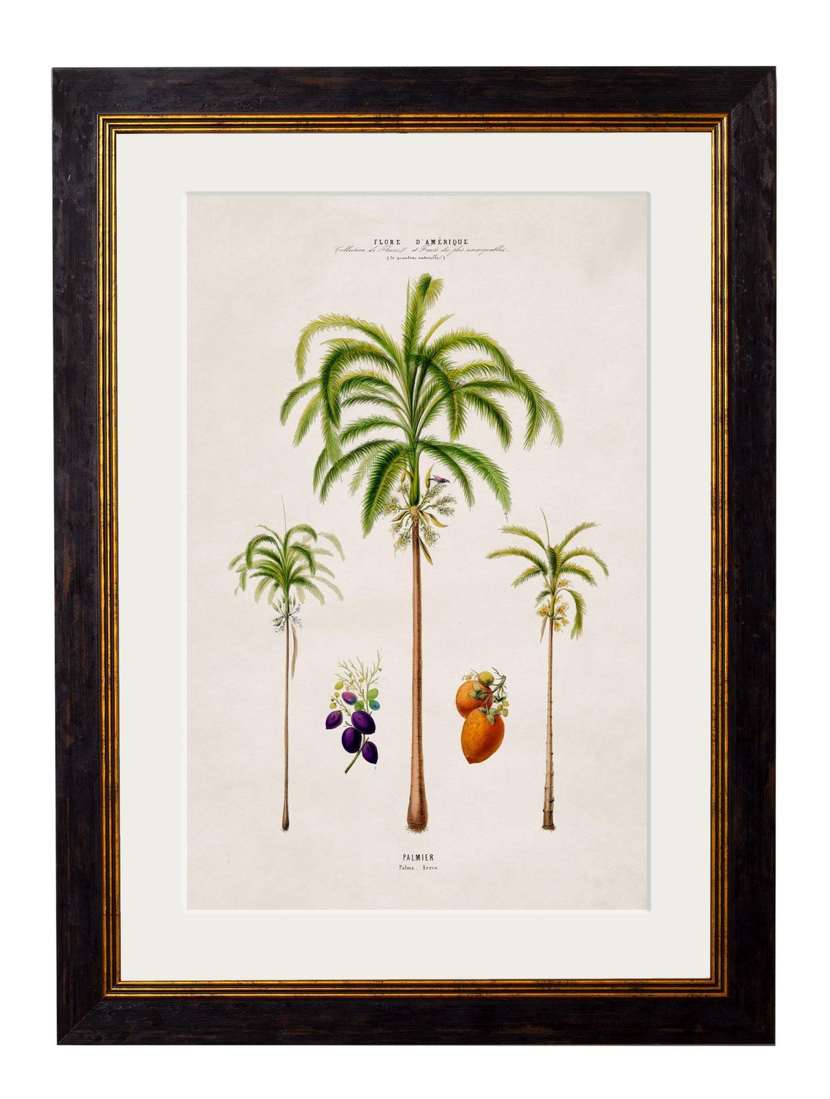 Set van vier ingelijste prenten van Zuid-Amerikaanse palmbomen, naar originelen uit 1843, nieuw photo for sale
