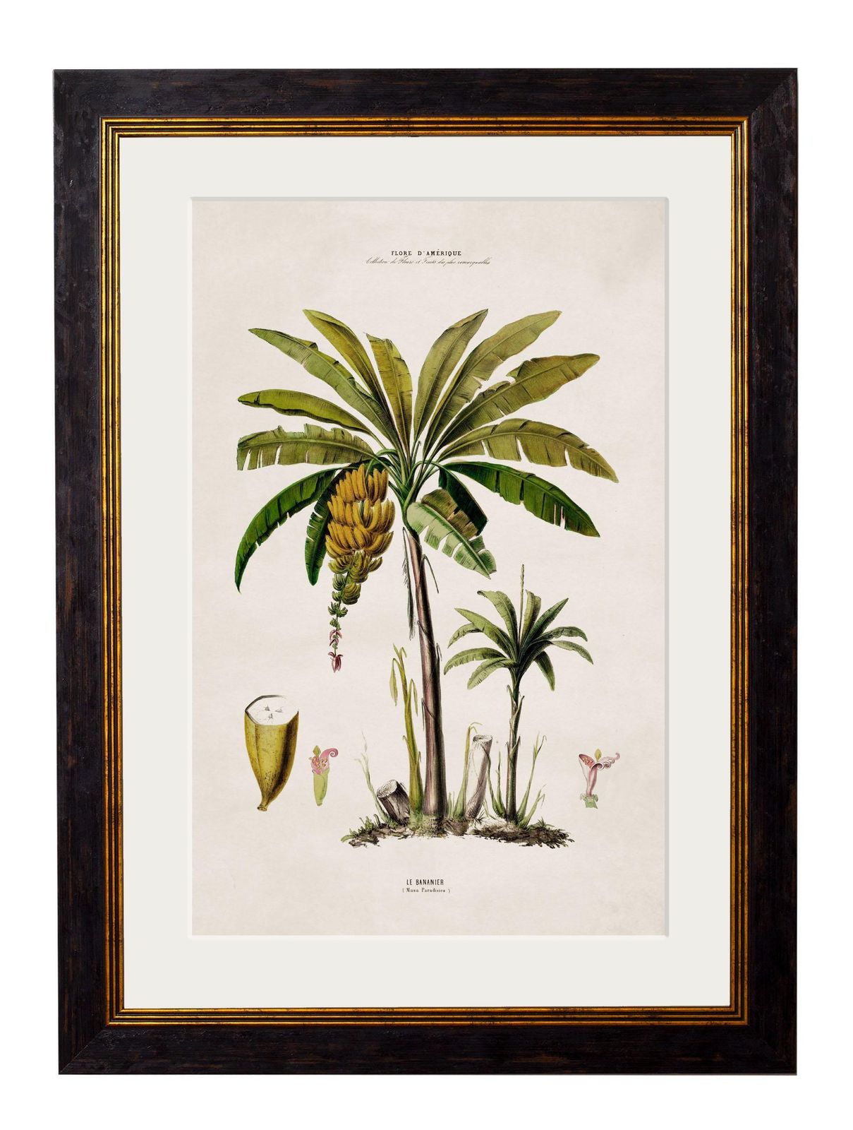 Set van vier ingelijste prenten van Zuid-Amerikaanse palmbomen, naar originelen uit 1843, nieuw photo 585.0