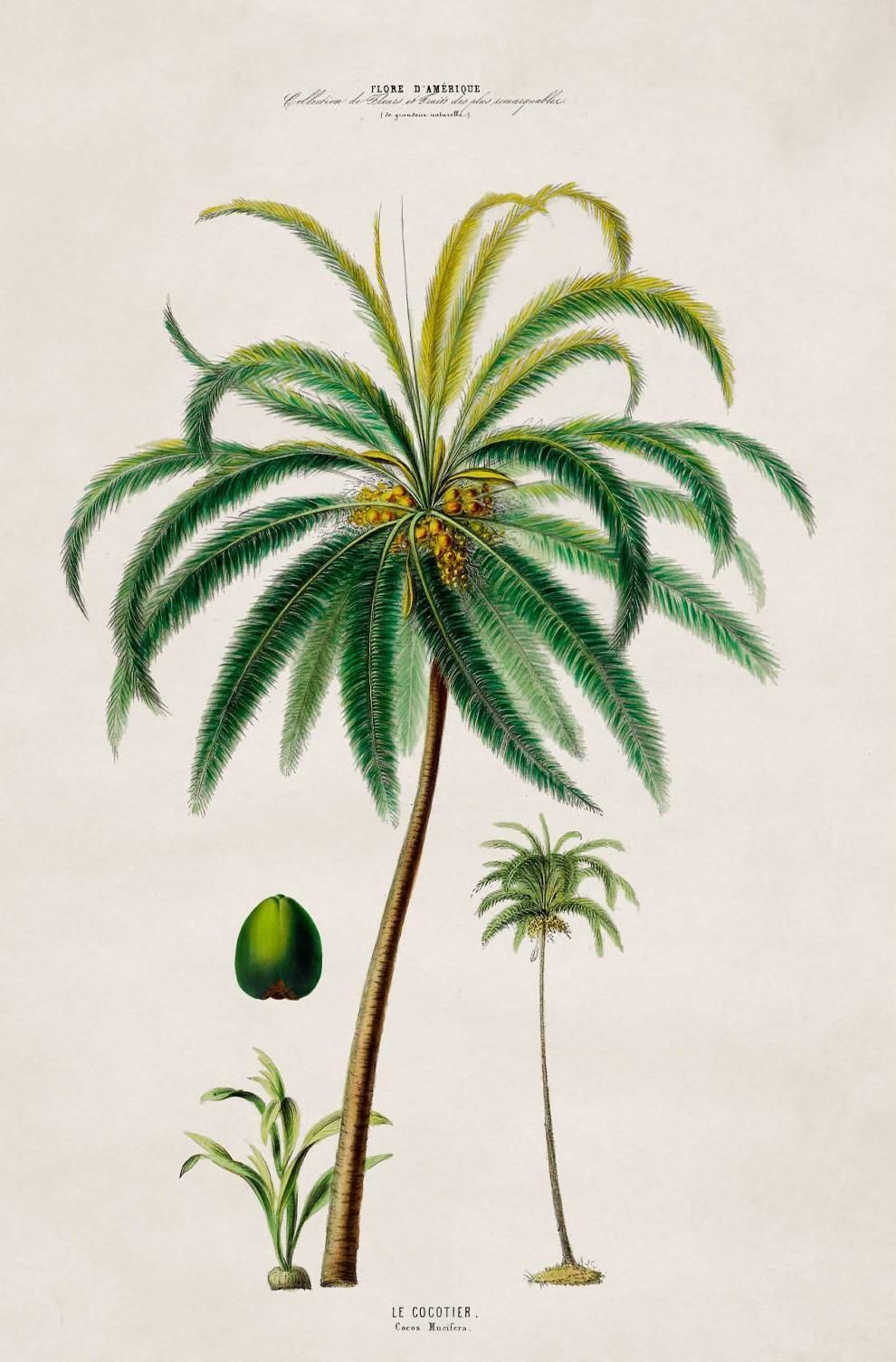 Set van vier ingelijste prenten van Zuid-Amerikaanse palmbomen, naar originelen uit 1843, nieuw photo vintage