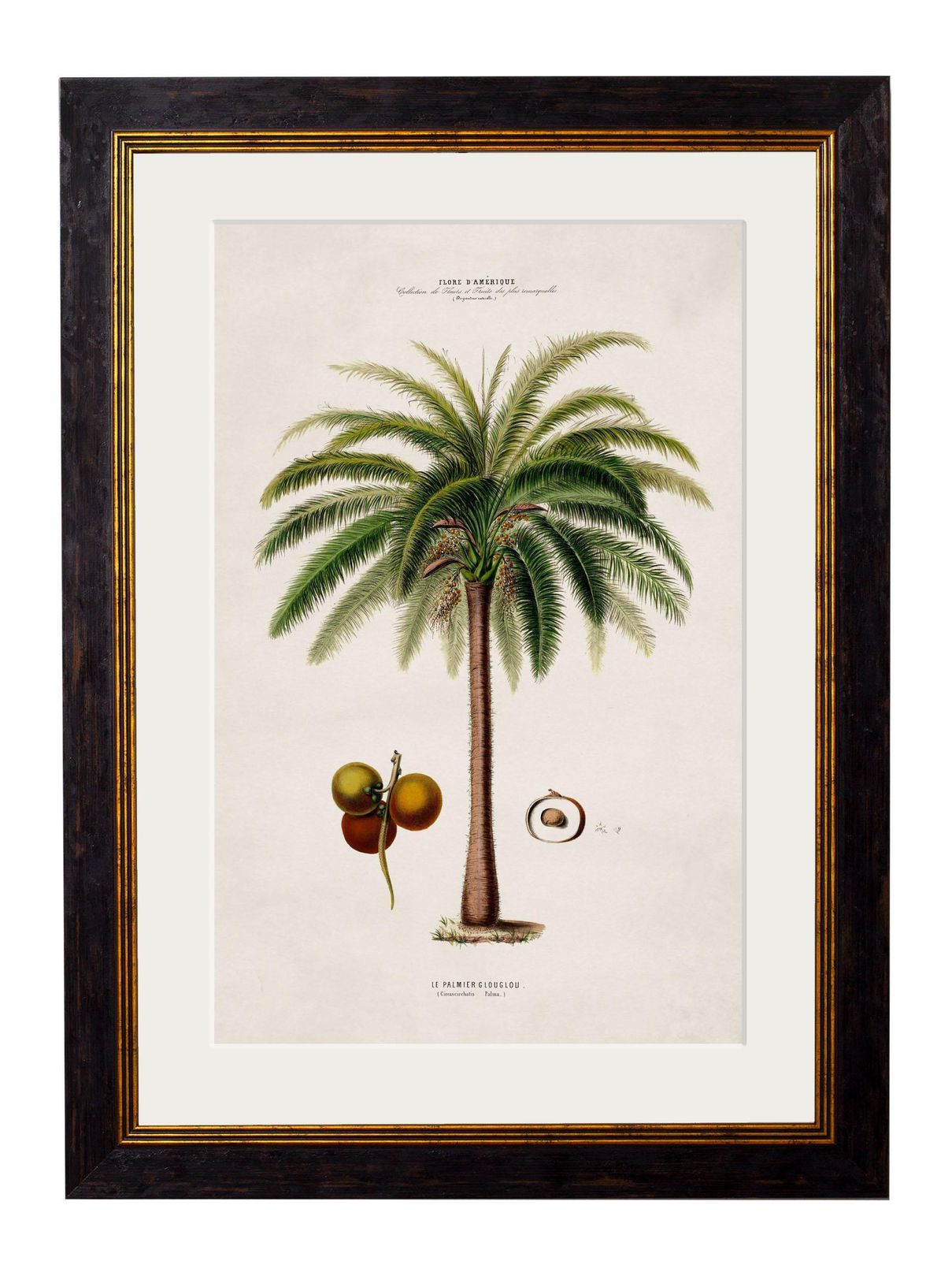photo furniture Set van vier ingelijste prenten van Zuid-Amerikaanse palmbomen, naar originelen uit 1843, nieuw