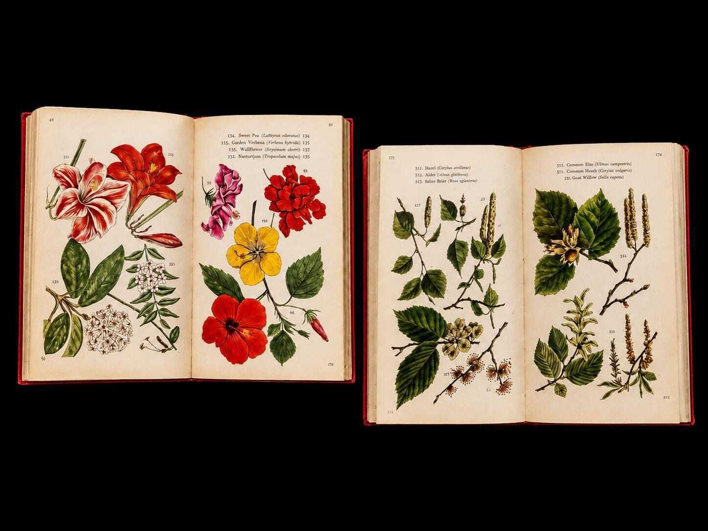 Set van 2 vintage Deense botanische boeken 1954 & 1960 | Honderden botanische illustraties | Scandinavische wanddecoratie photo buy
