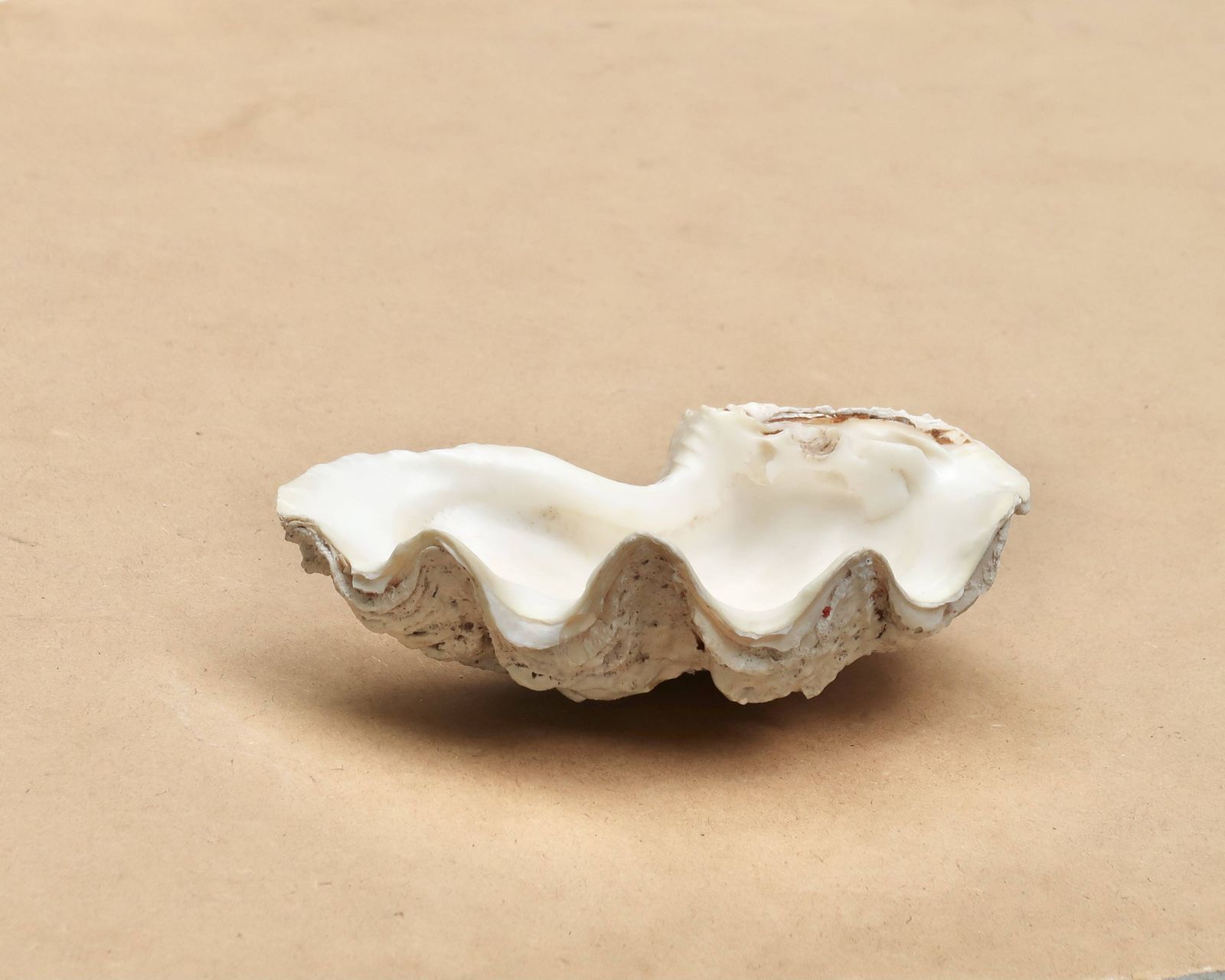 Natuurlijke witte beige schelp, vide-poche, ca. jaren 1970.