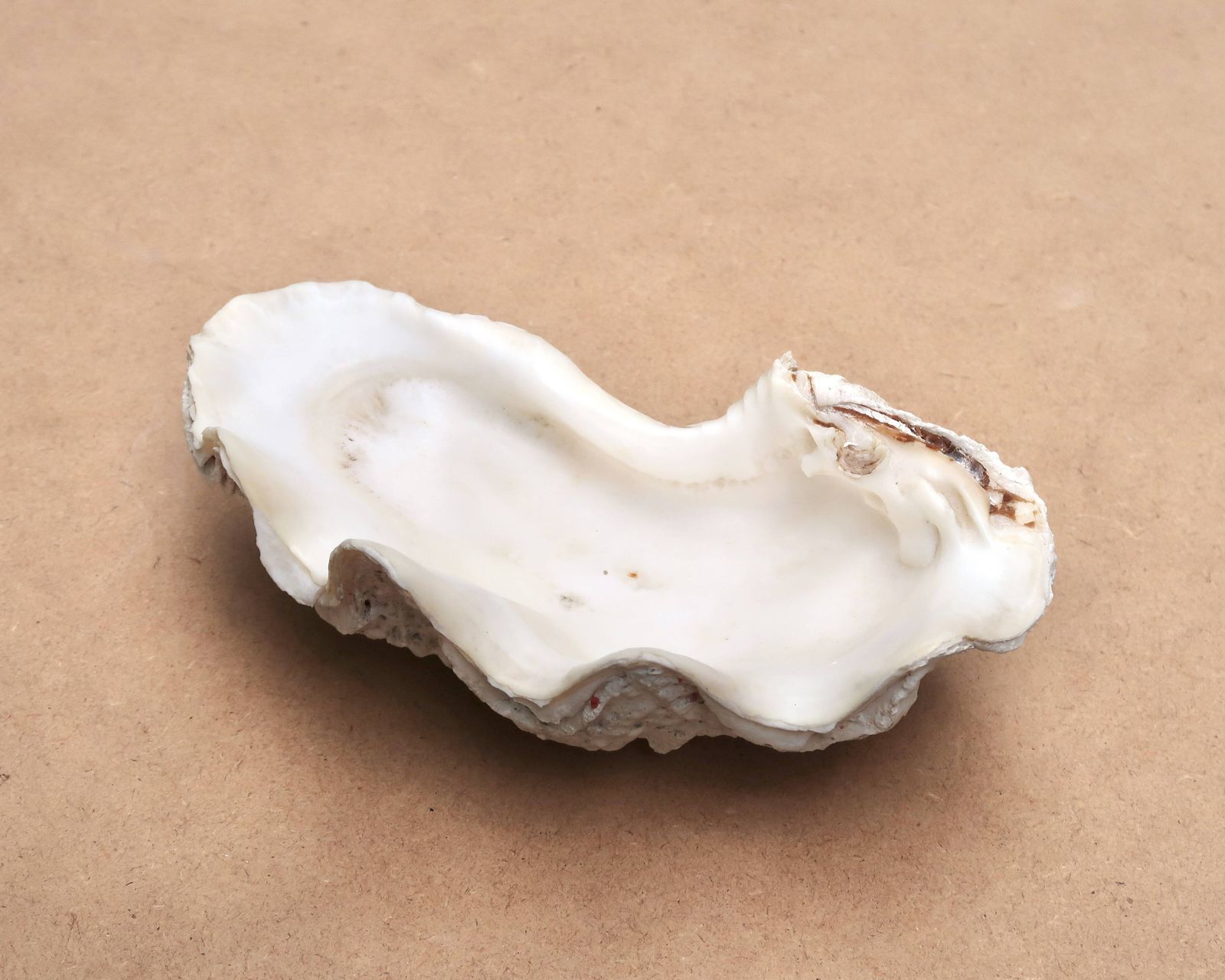 Vide-poche en coquillage naturel blanc beige, années 1970. photo 184.0