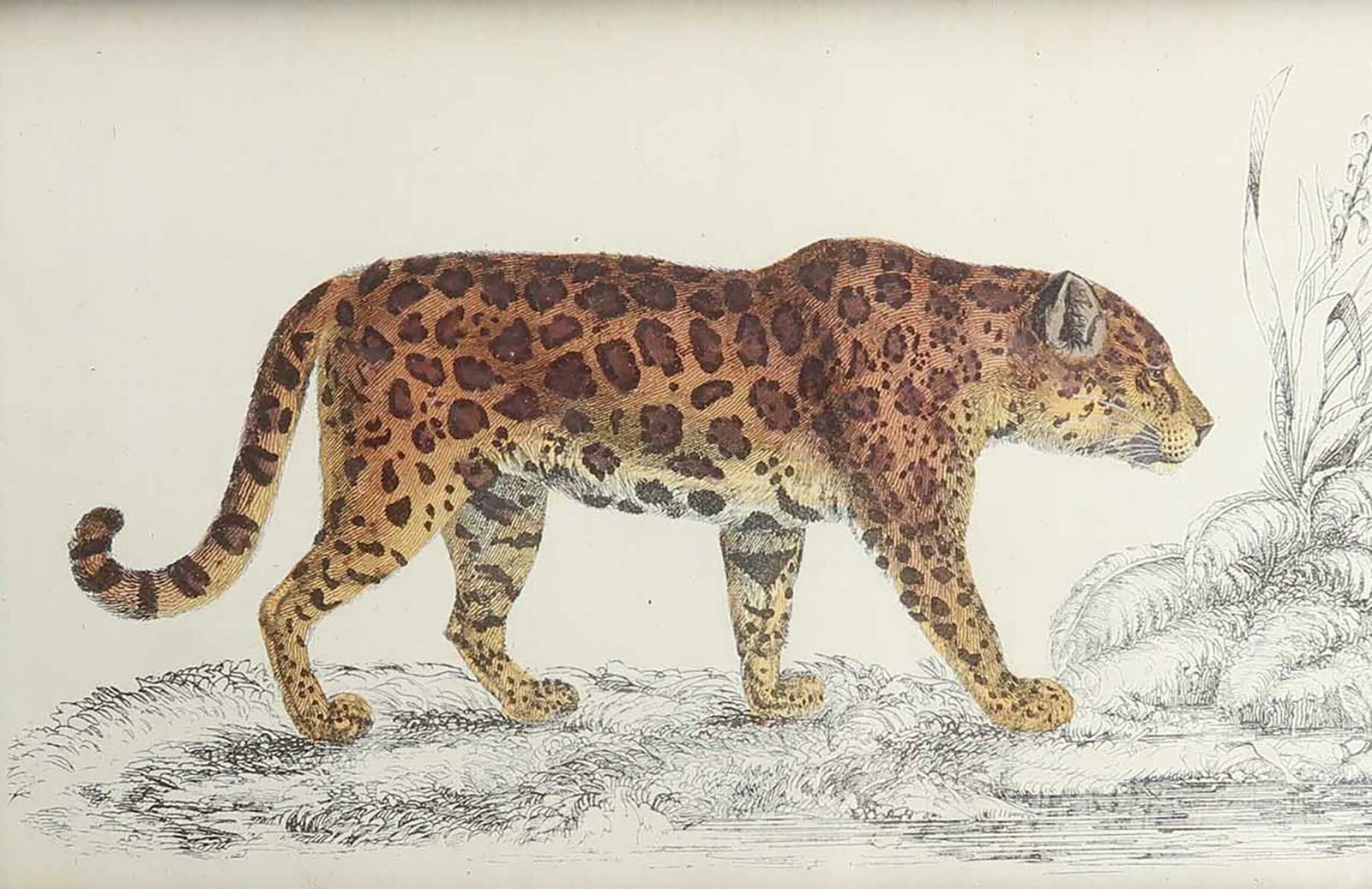 Antieke ingelijste prent van een jaguar, 1847 photo for sale