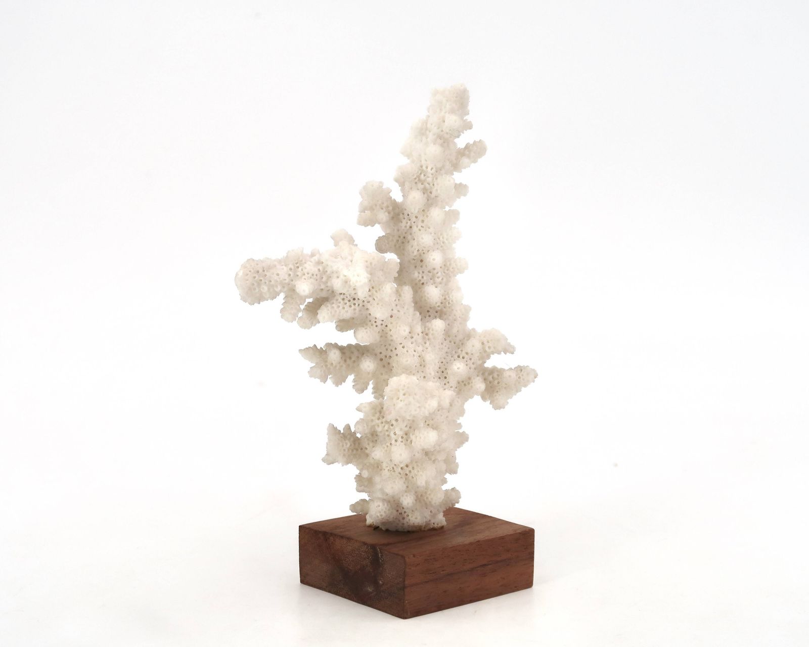 Corail naturel blanc sur socle en bois, années 1970 photo Art