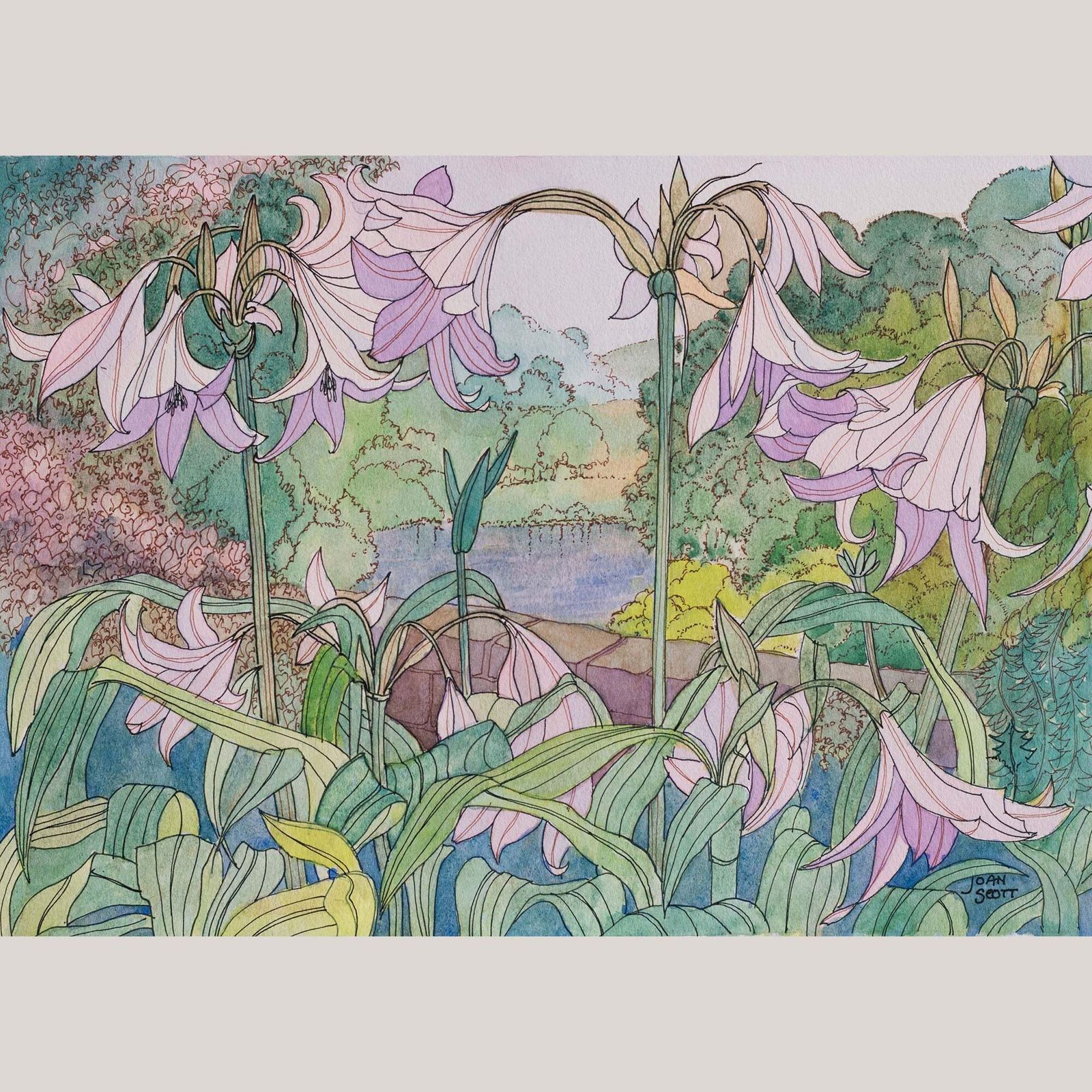 Roze lelies, Joan Scott, aquarel