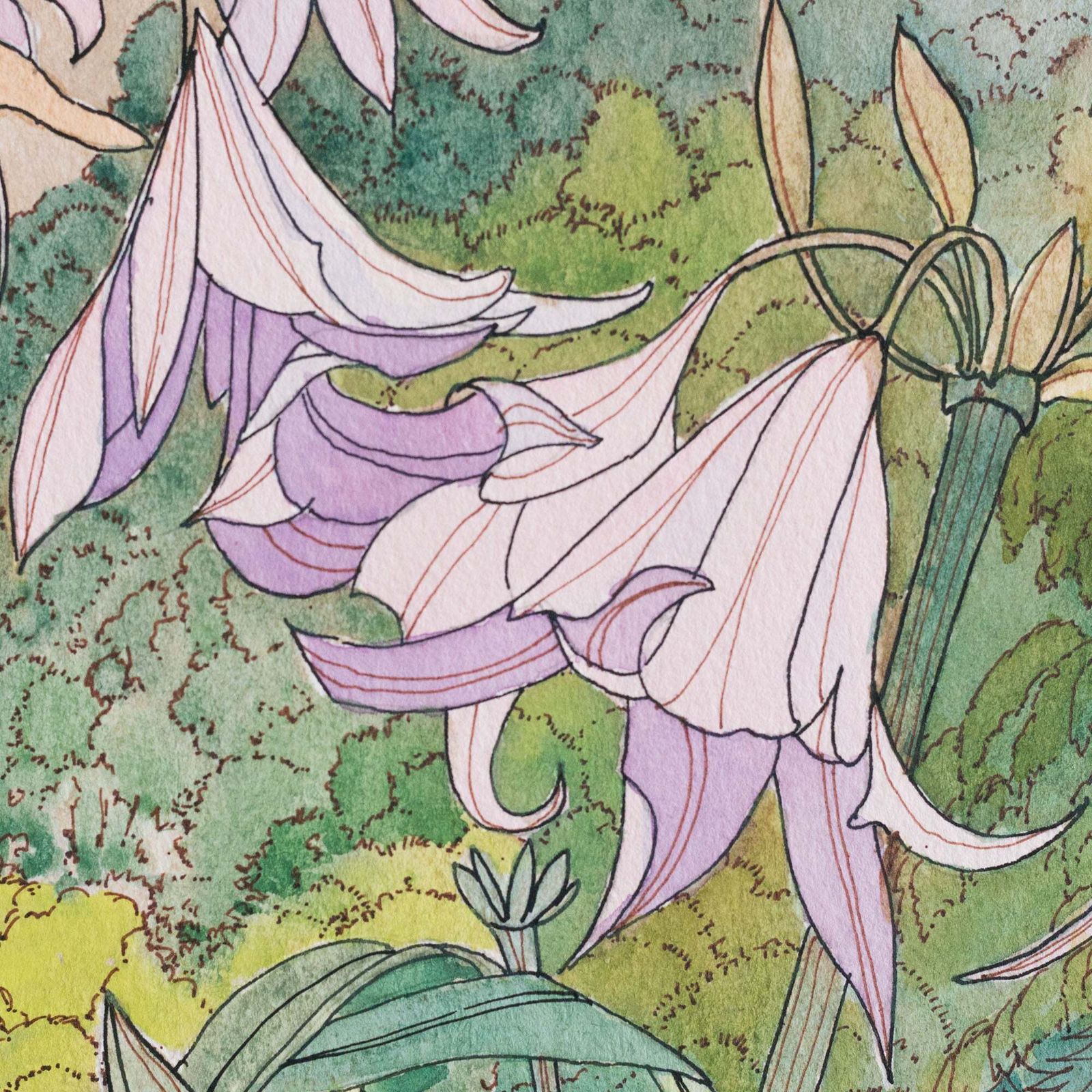 Roze lelies, Joan Scott, aquarel photo for sale