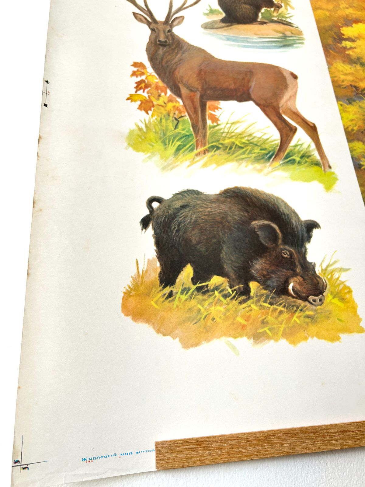 Original Soviet Vintage Educational Wildlife Poster – Eurasian Forest Animals: Deer, Bison, Wild Boar, Beaver | Ussr School Chart photo vinterior