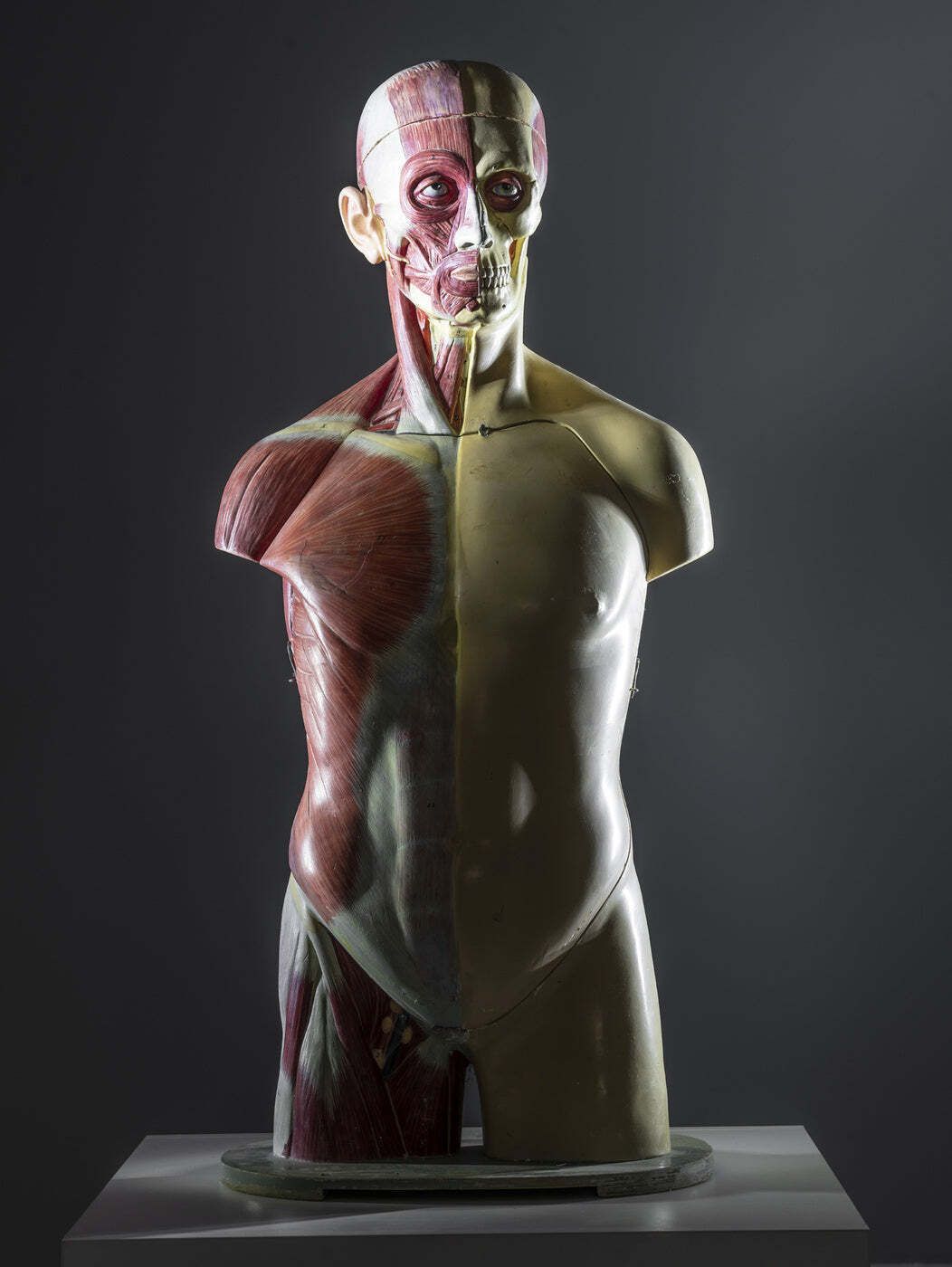 Anatomisch torsomodel, half spier half huid, toegeschreven aan Deutsches Hygiene Museum Dresden, Oost-Duitsland, jaren 1950