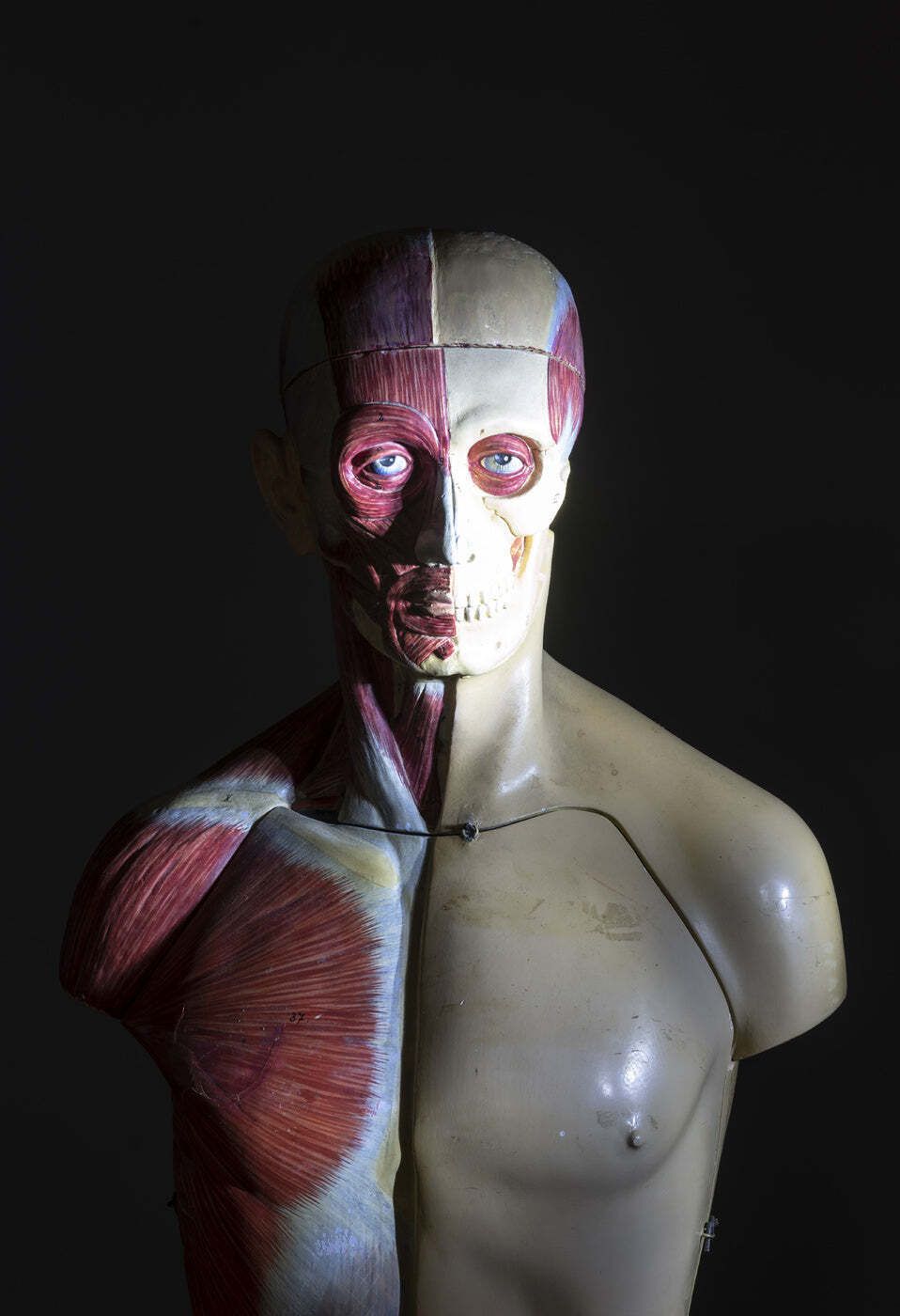 Anatomisch torsomodel, half spier half huid, toegeschreven aan Deutsches Hygiene Museum Dresden, Oost-Duitsland, jaren 1950 photo furniture