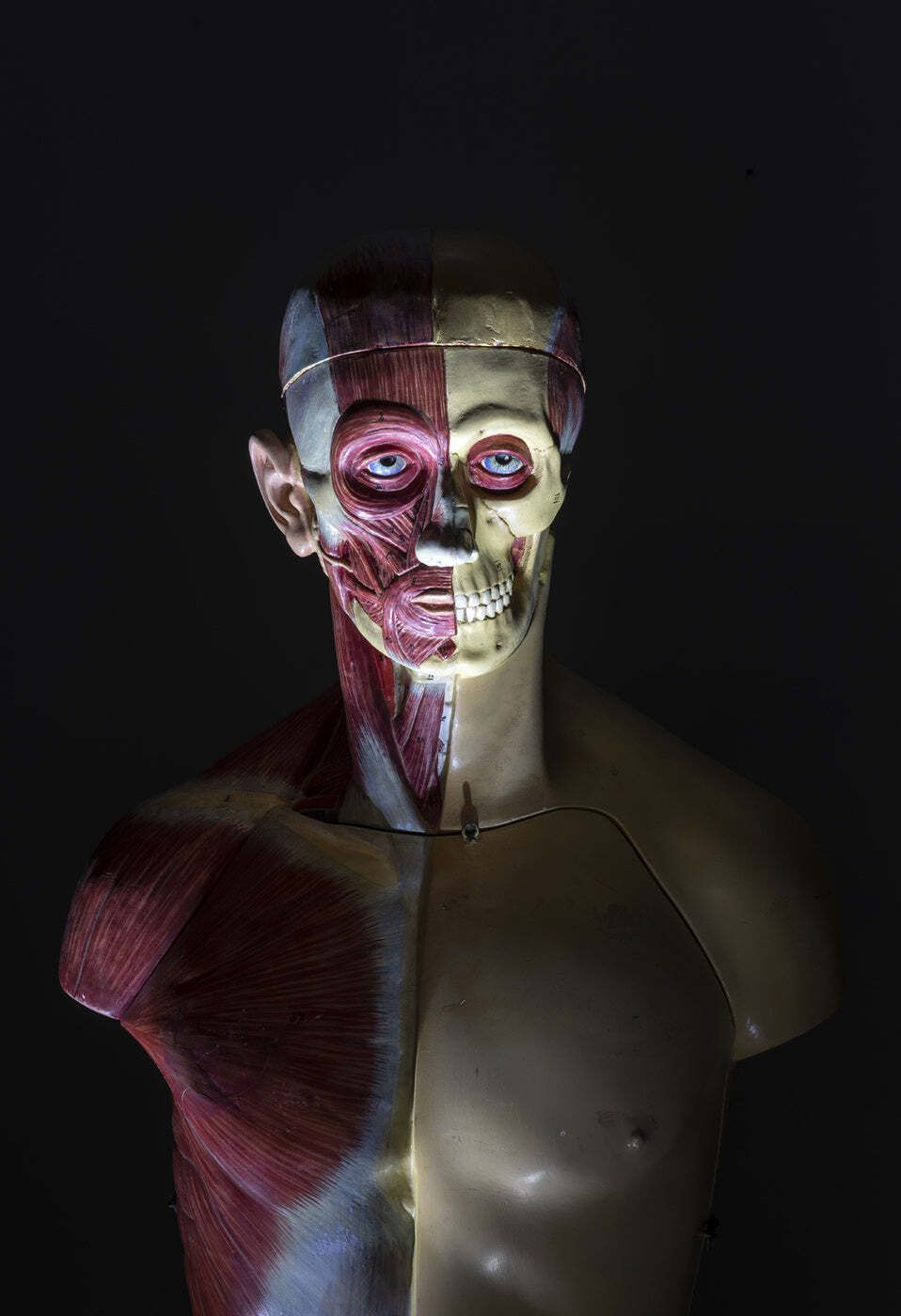 Anatomical Torso Model, Half Muscle Half Skin, Attributed To Deutsches Hygiene Museum Dresden, East Germany, 1950s photo vintage