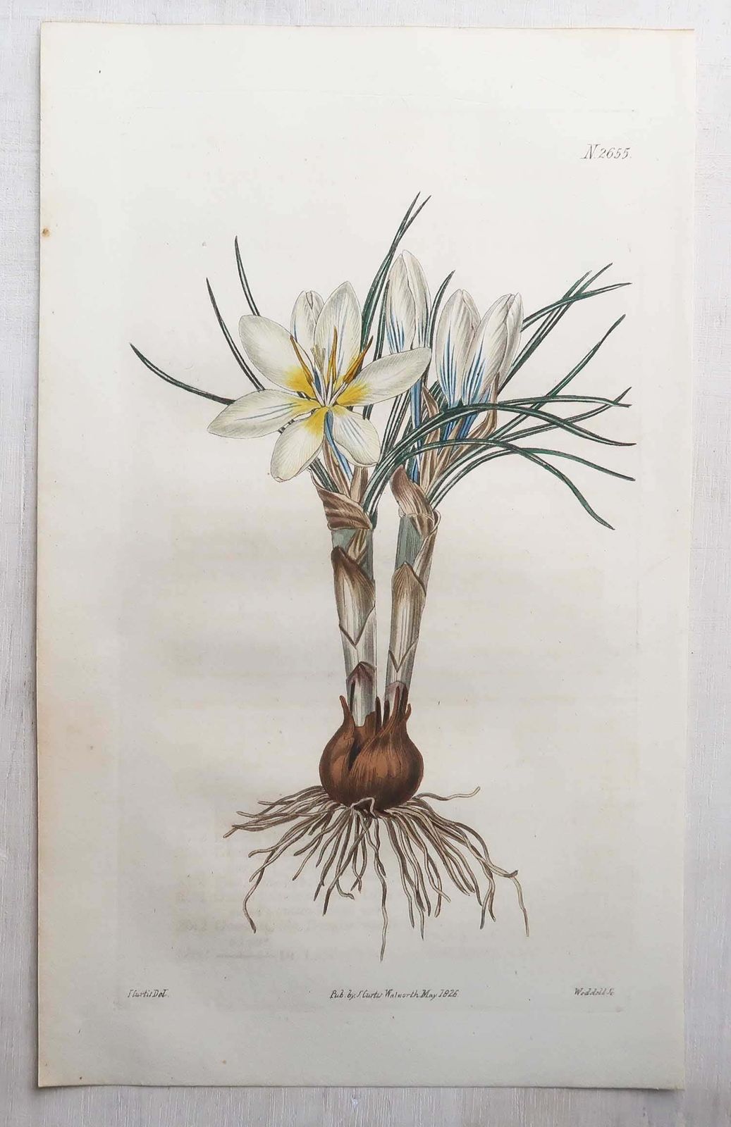 Set van 12 antieke botanische prenten. Curtis. Gedateerd 1826 photo buy