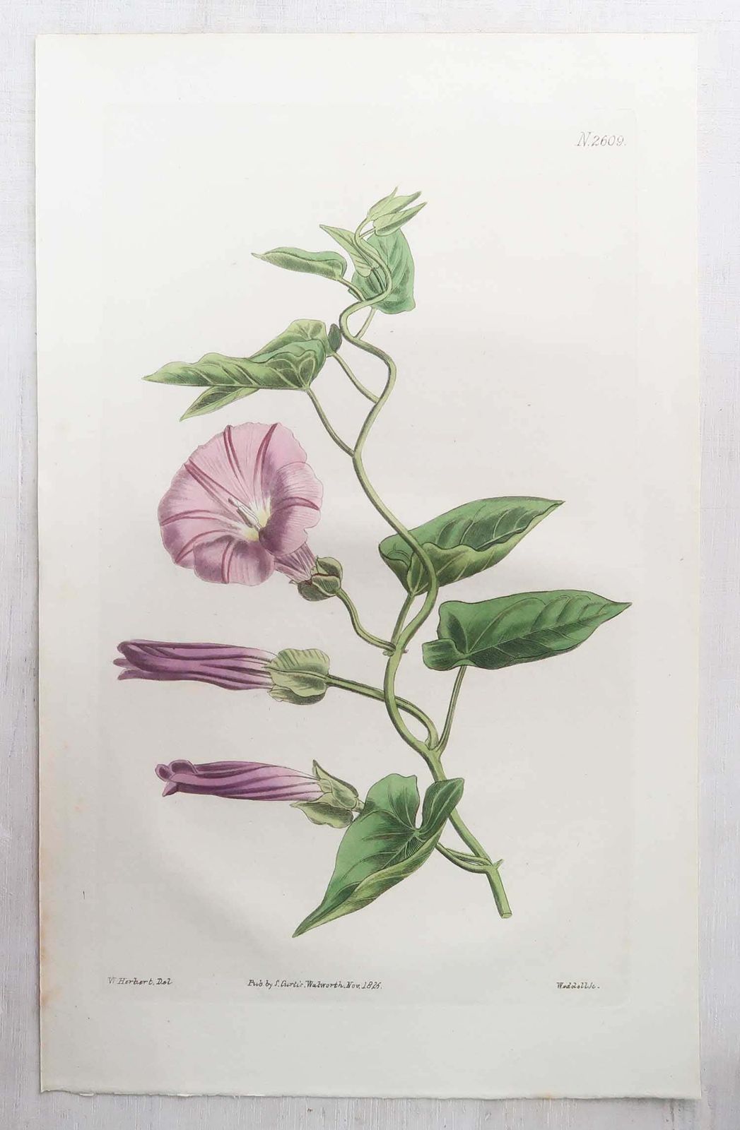 photo vinterior Set Of 12 Original Antique Botanical Prints. Curtis. Dated 1826