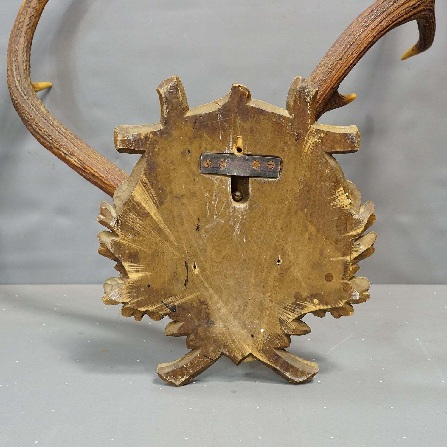 Abnorm Zwarte Woud Edelhertentrofee op Gesneden Plaquette Duitsland jaren 1930 photo vinterior