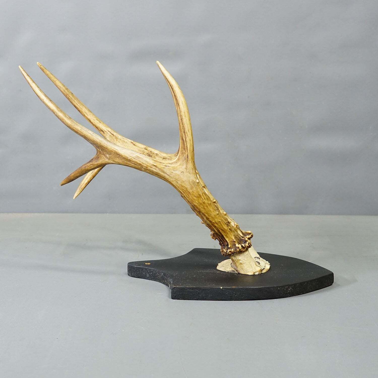 Antiek Zwart Woud Sika Hert Trofee op Zwart Plaquette Salem Duitsland 1878 photo 403.0