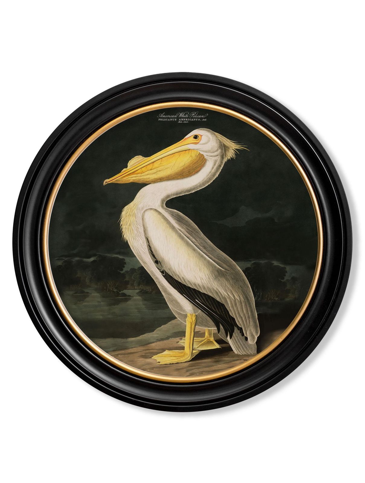 American White Pelican Print Audubon's Birds Of America ca. 1838 Rond 44 cm Di. Nieuw photo furniture