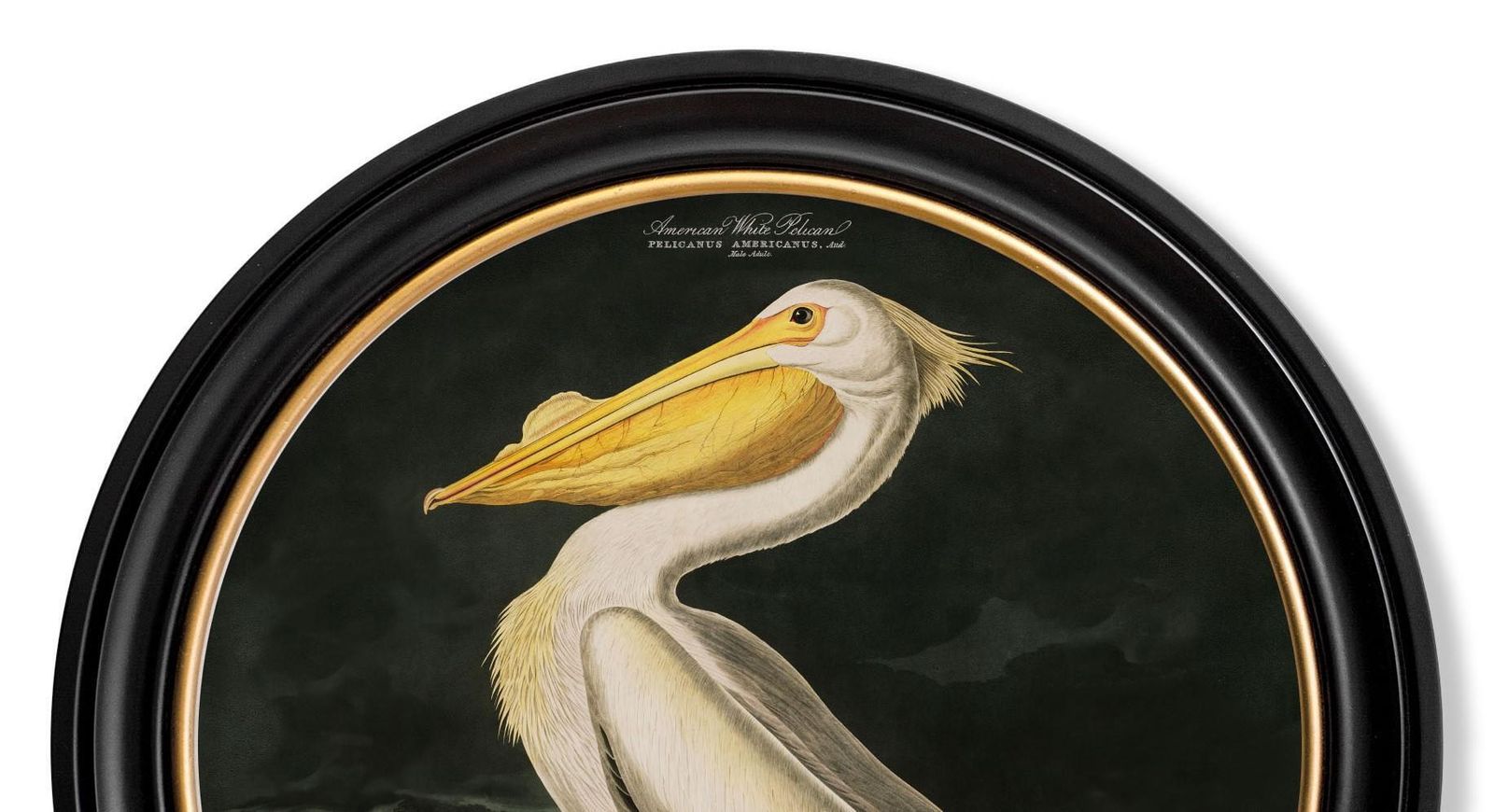 American White Pelican Print Audubon's Birds Of America ca. 1838 Rond 44 cm Di. Nieuw photo Kunst