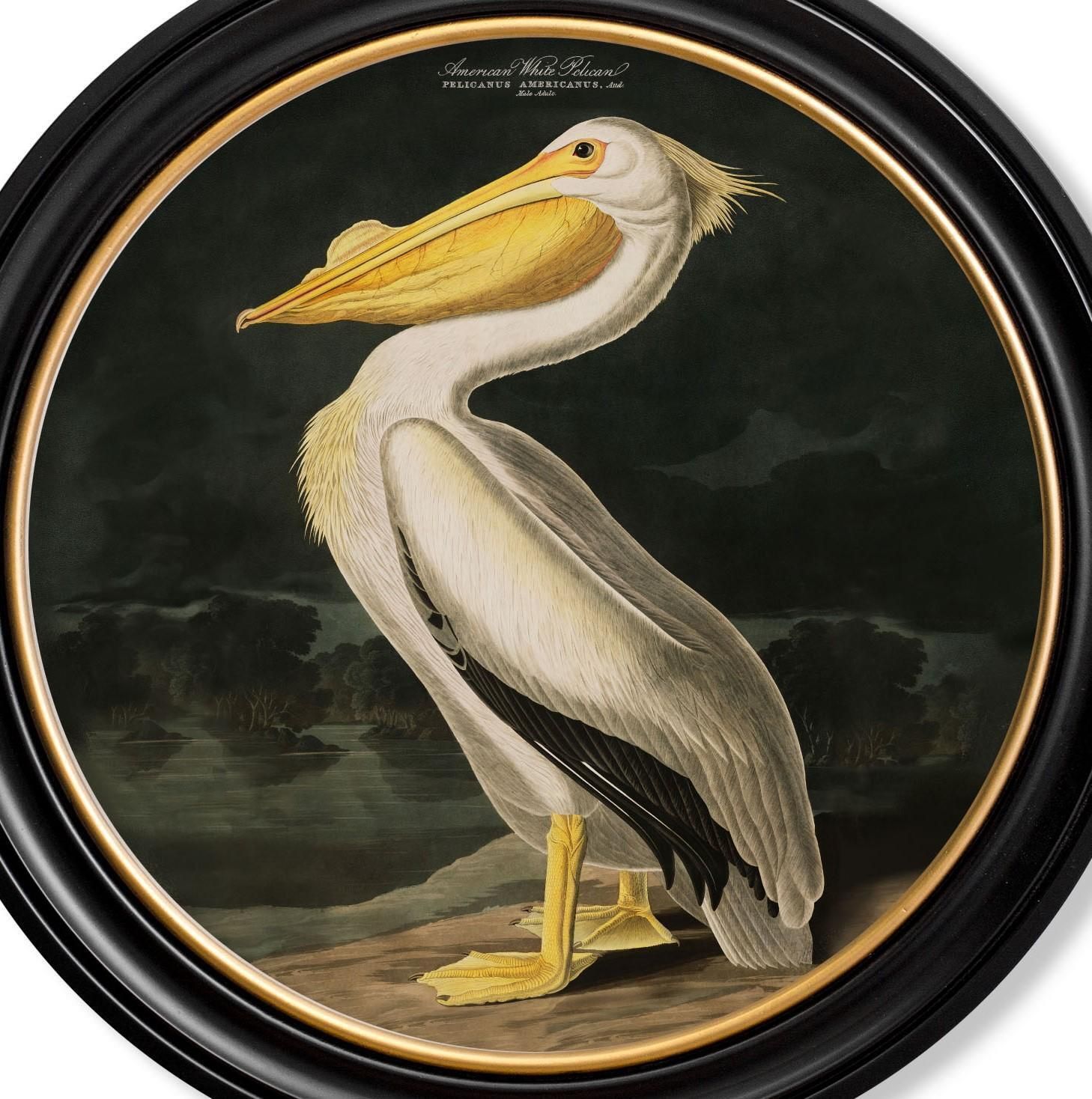 American White Pelican Print Audubon's Birds Of America ca. 1838 Rond 44 cm Di. Nieuw photo 271.0