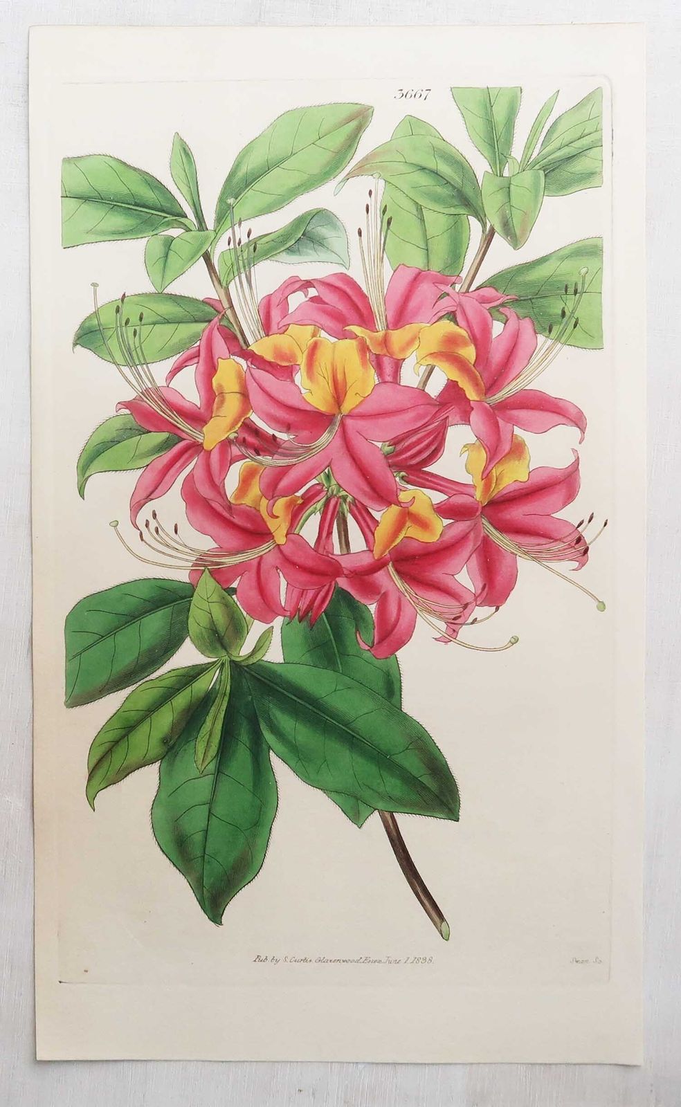 Set van 12 antieke botanische prenten naar William Fitch. Gedateerd 1838 photo furniture