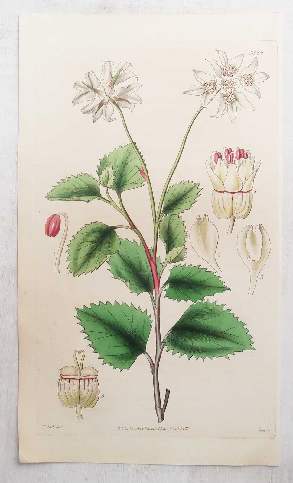 photo for sale Set van 12 antieke botanische prenten naar William Fitch. Gedateerd 1838