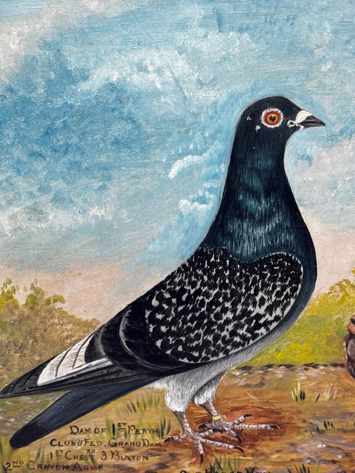 Old Badge Hen & Holley Brothers - Brits schilderij van een reisduif photo for sale